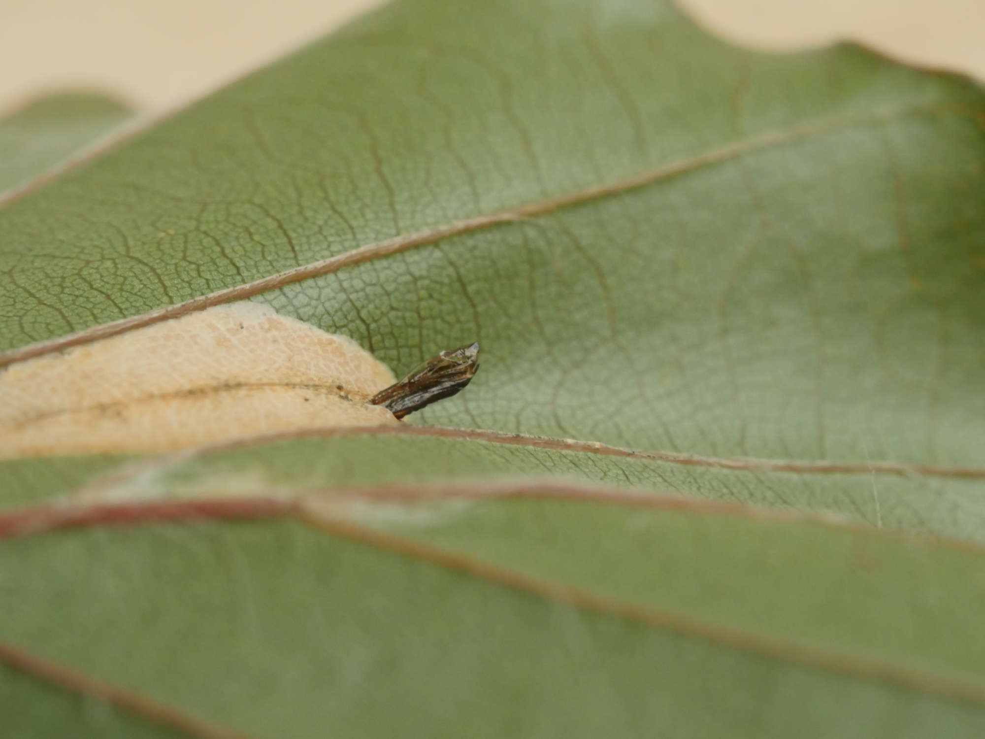 Garden Midget (Phyllonorycter messaniella) photographed in Somerset by Jenny Vickers