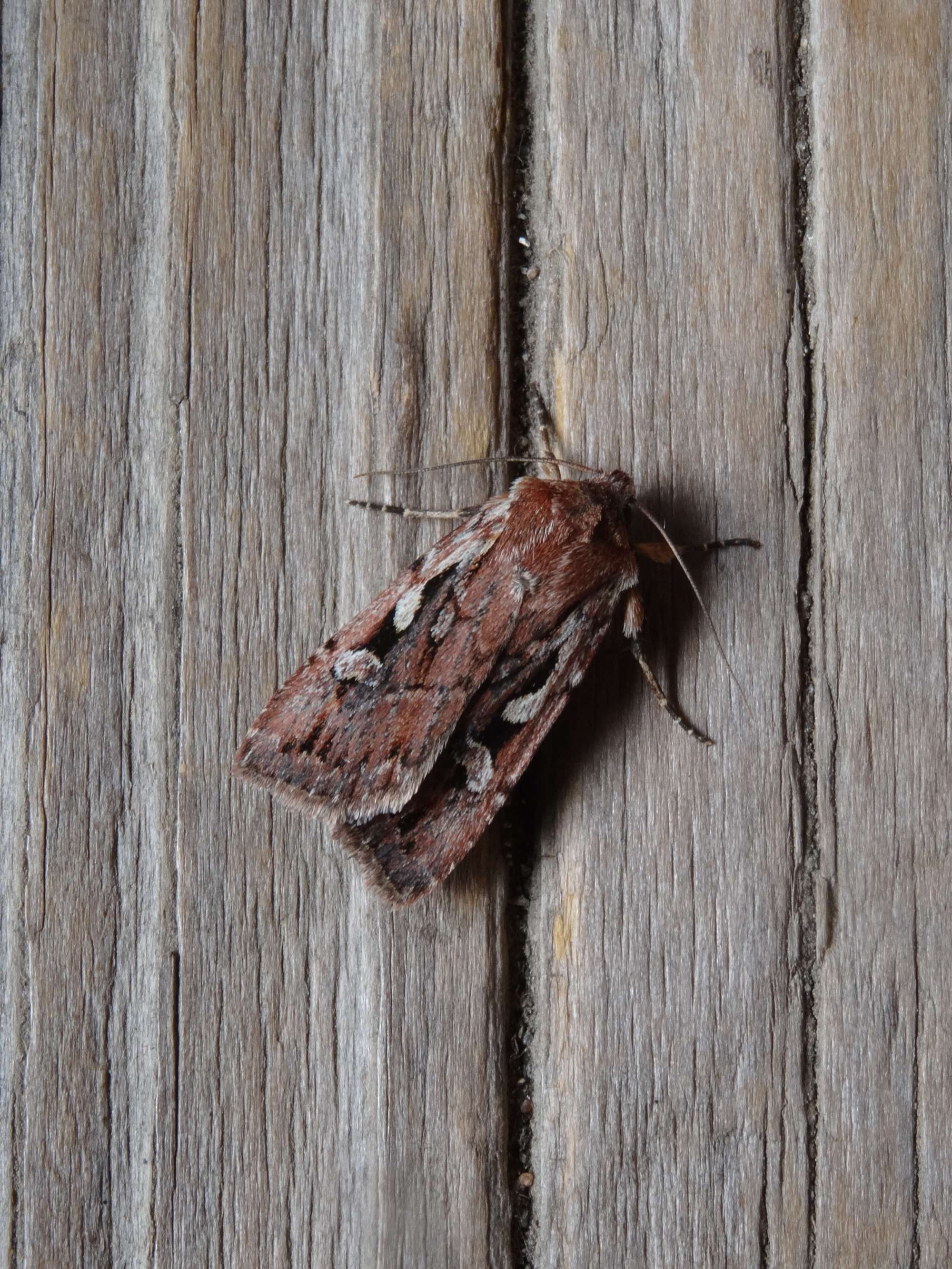 Heath Rustic (Xestia agathina) photographed in Somerset by Christopher Iles