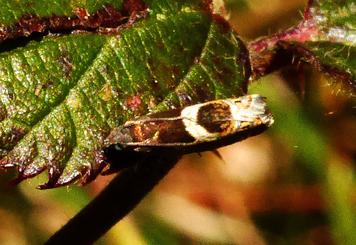 Vetch Piercer (Grapholita jungiella) photographed in Somerset by John Connolly