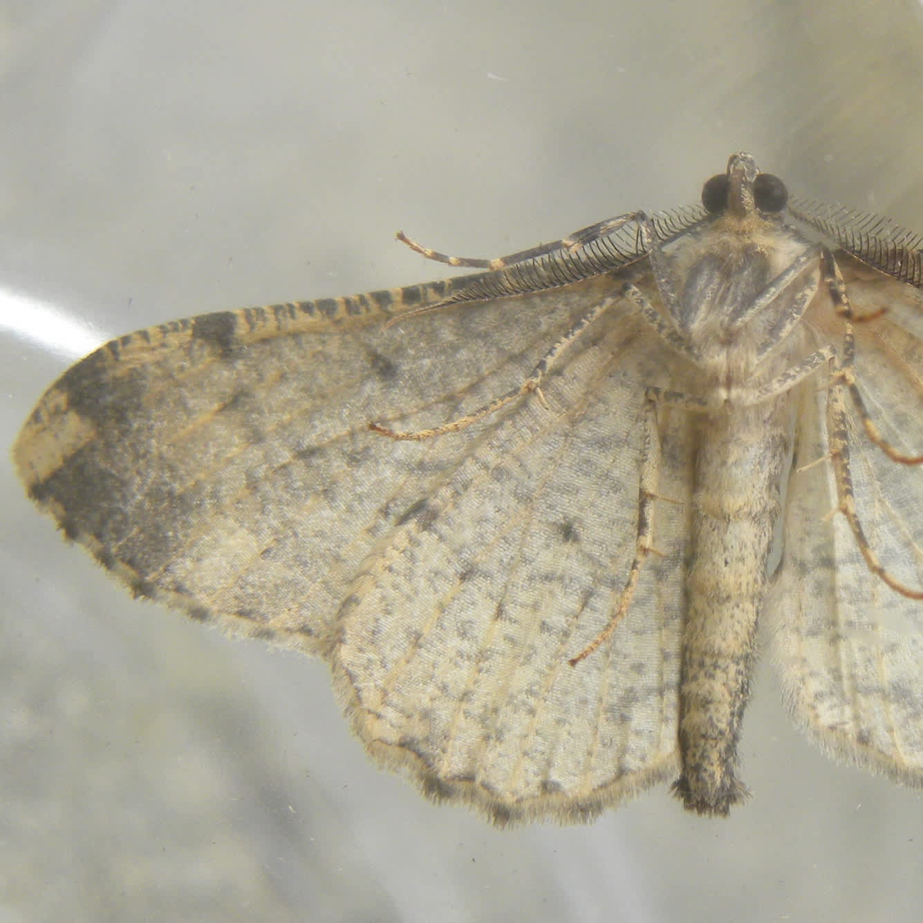 Willow Beauty (Peribatodes rhomboidaria) photographed in Somerset by Sue Davies