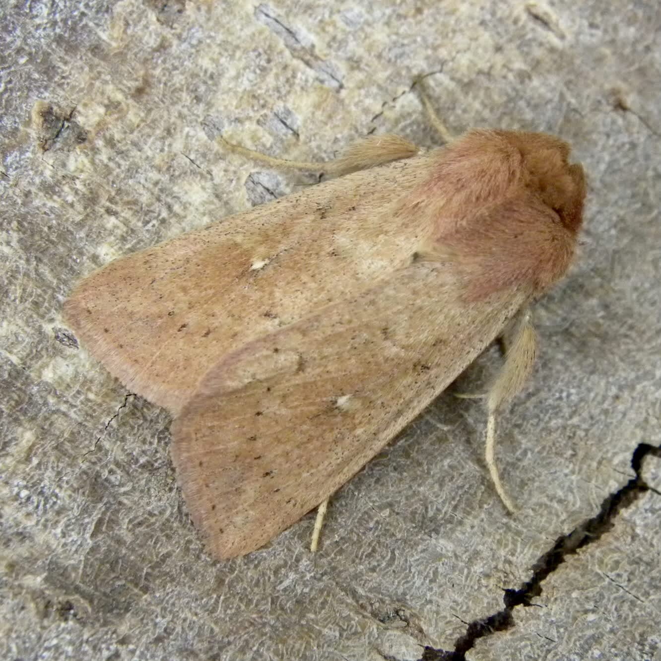 The Clay (Mythimna ferrago) photographed in Somerset by Sue Davies