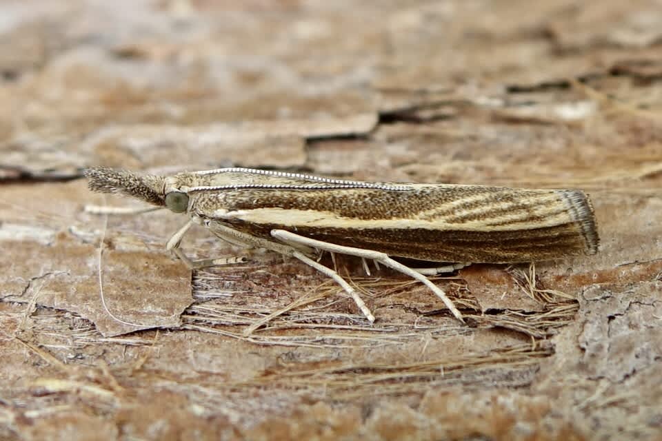 Common Grass-veneer (Agriphila tristella) photographed in Somerset by Sue Davies