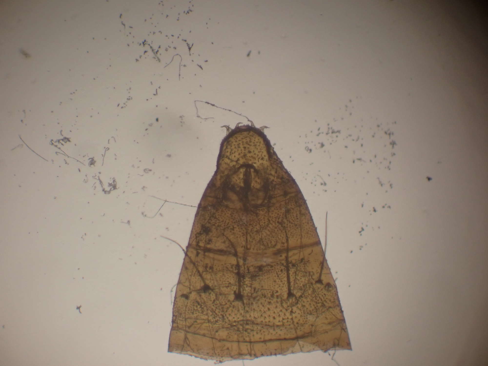 Fiery Oak Midget (Phyllonorycter lautella) photographed in Somerset by Jenny Vickers
