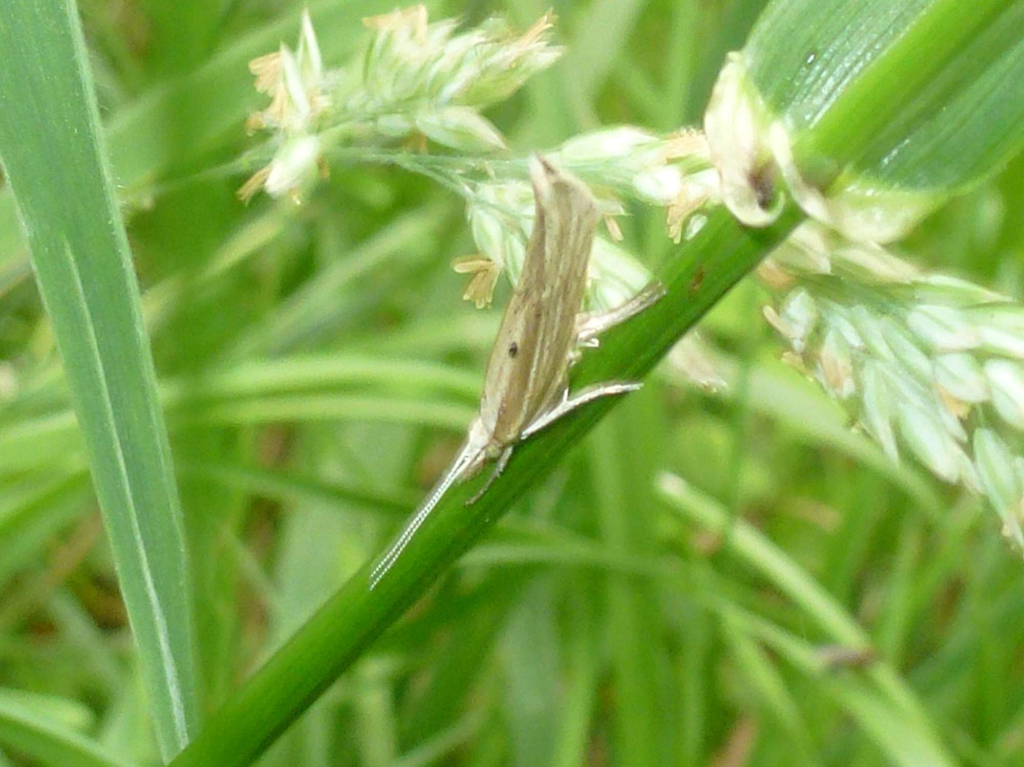 Hooked Smudge (Ypsolopha nemorella) photographed in Somerset by Christopher Iles