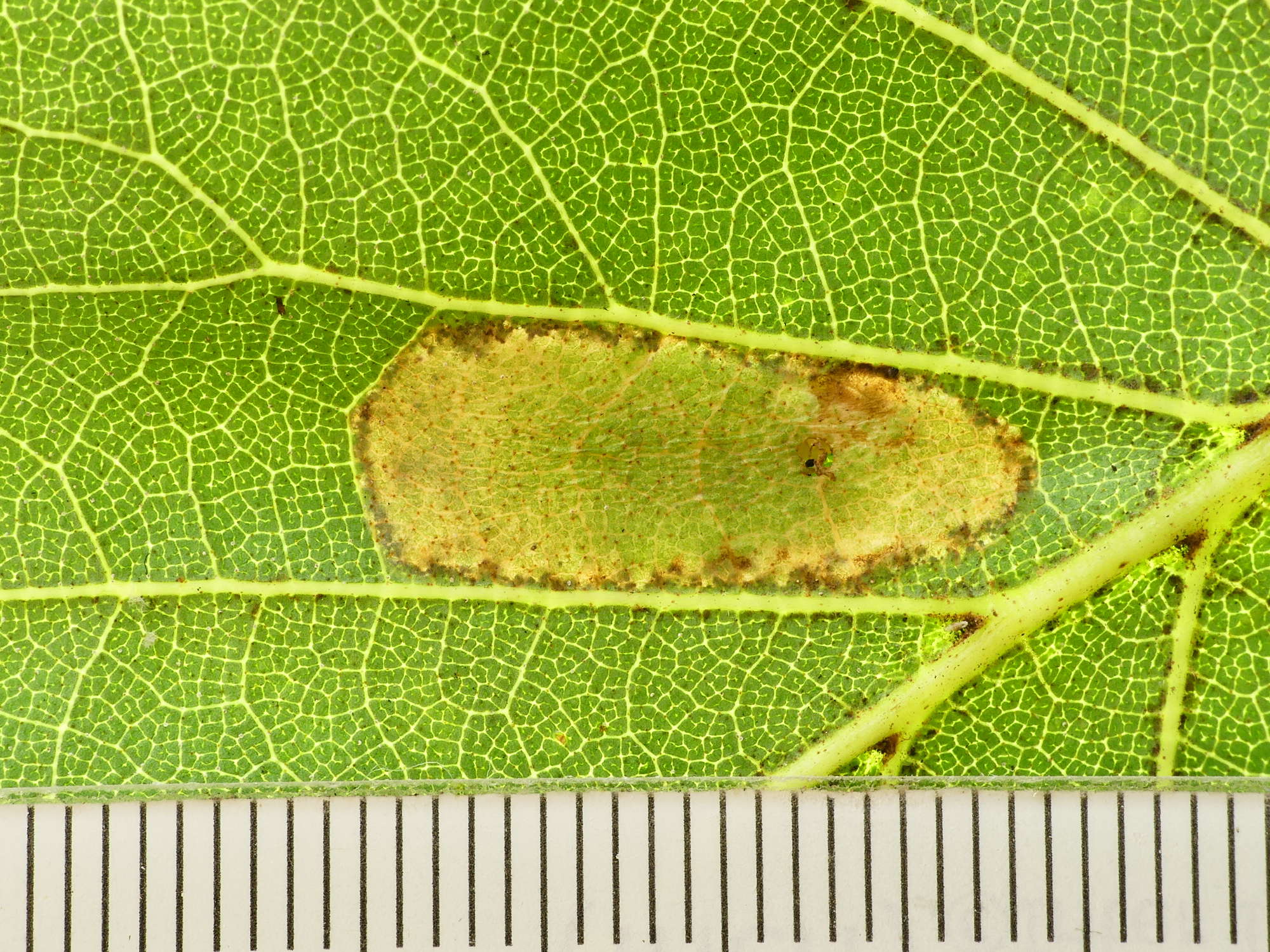 Broad-barred Midget (Phyllonorycter froelichiella) photographed in Somerset by Paul Wilkins