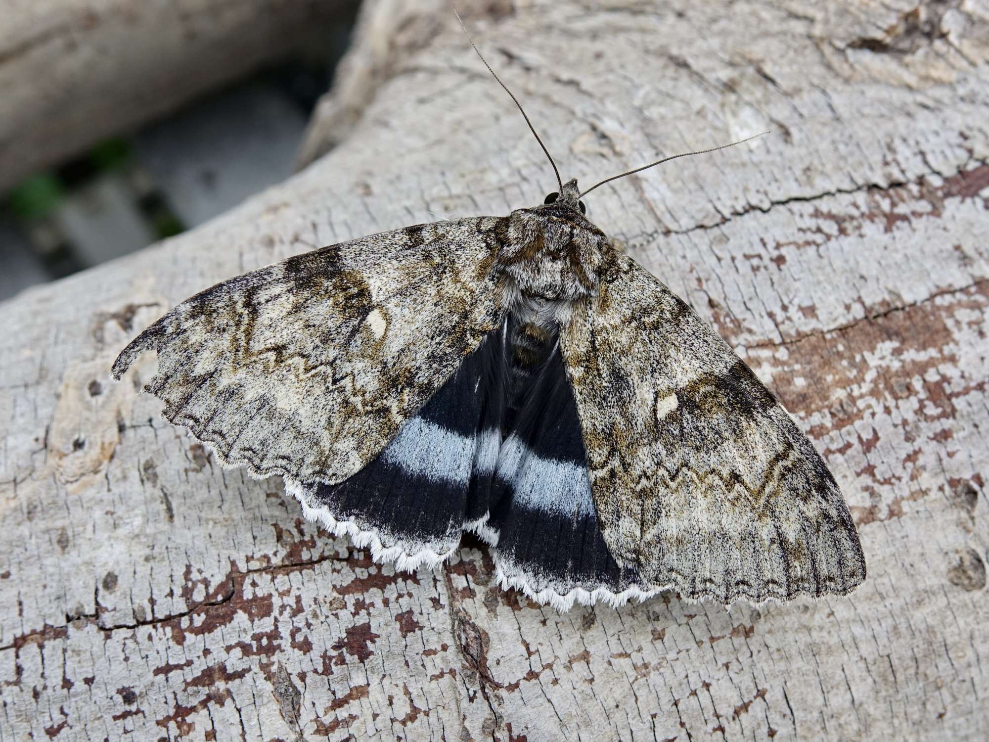 Clifden Nonpareil (Catocala fraxini) photographed in Somerset by Sue Davies