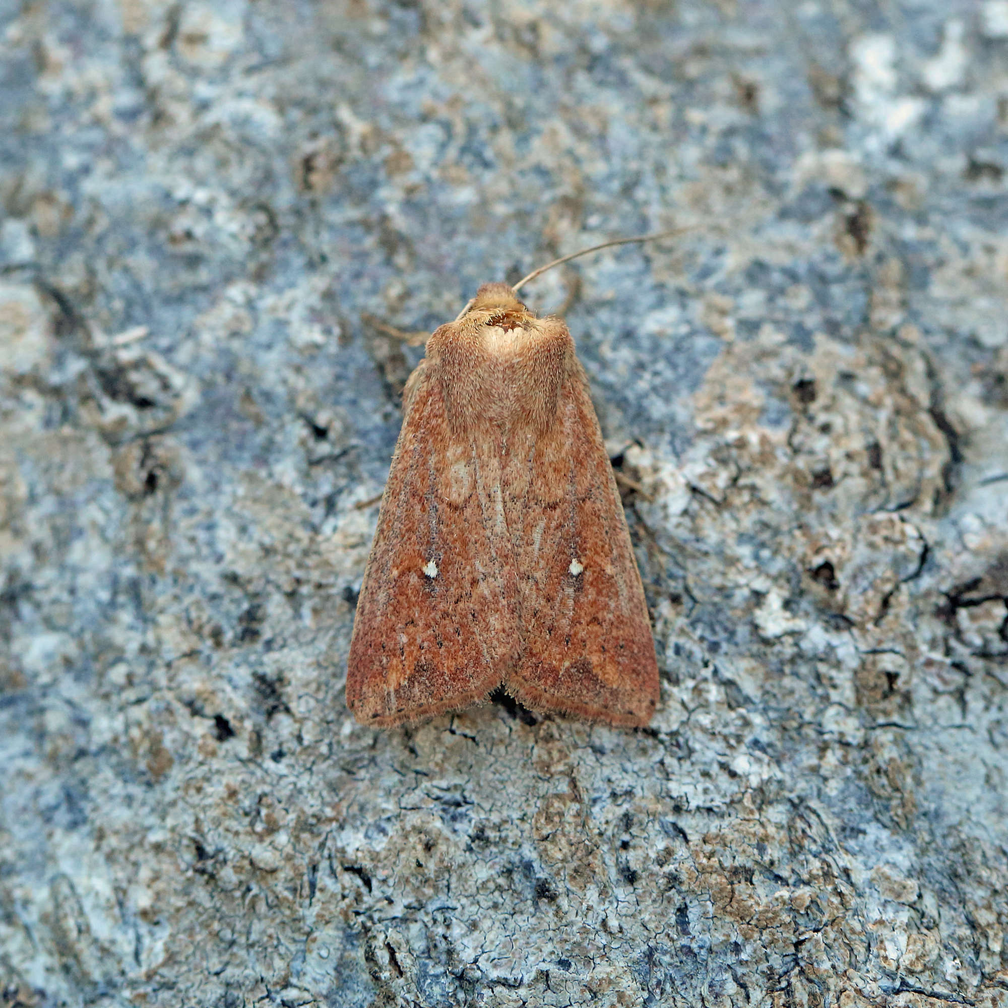 White-point (Mythimna albipuncta) photographed in Somerset by Nigel Voaden