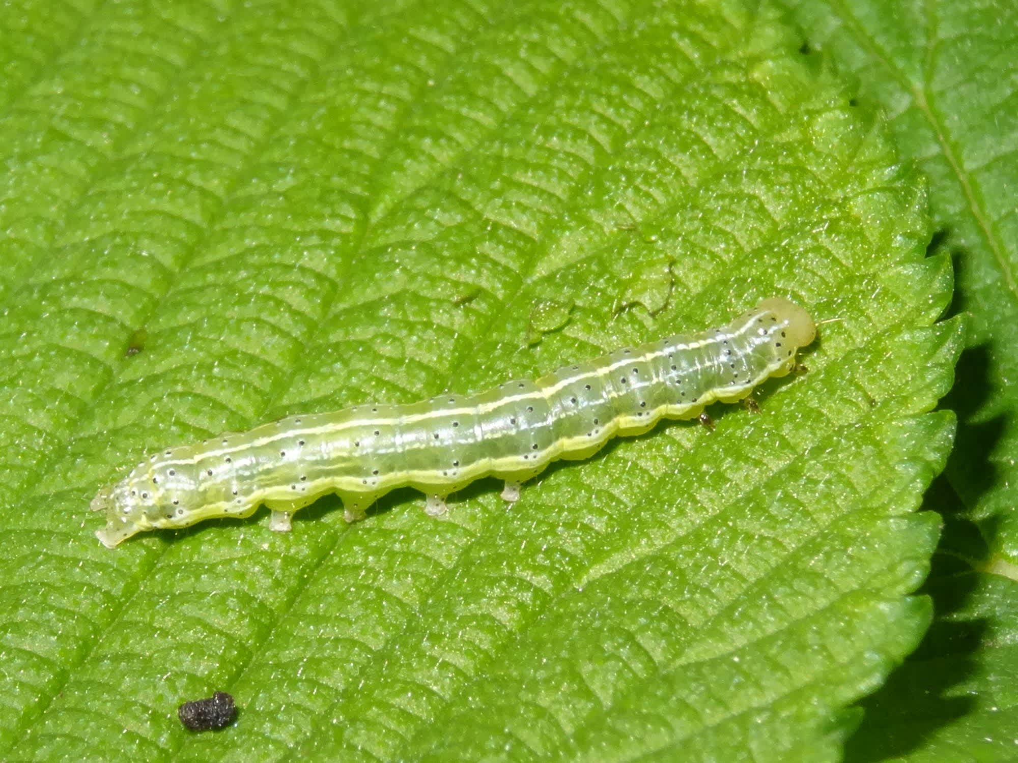 Dun-bar (Cosmia trapezina) photographed in Somerset by Christopher Iles