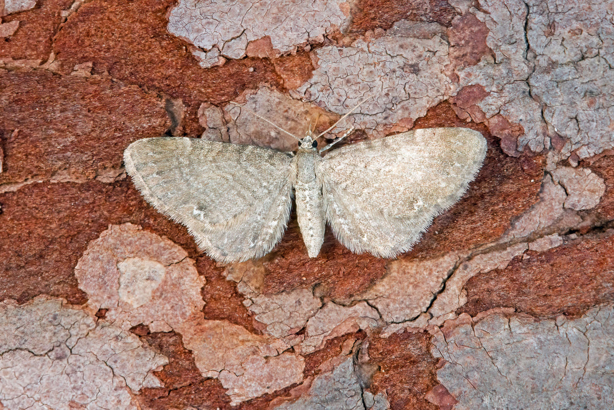 Valerian Pug (Eupithecia valerianata) photographed in Somerset by Nigel Voaden