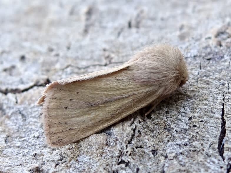 Small Wainscot (Denticucullus pygmina) photographed in Somerset by Sue Davies