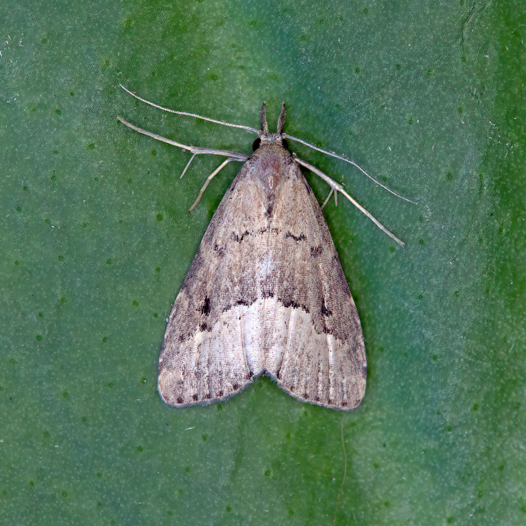 White-line Snout (Schrankia taenialis) photographed in Somerset by Nigel Voaden