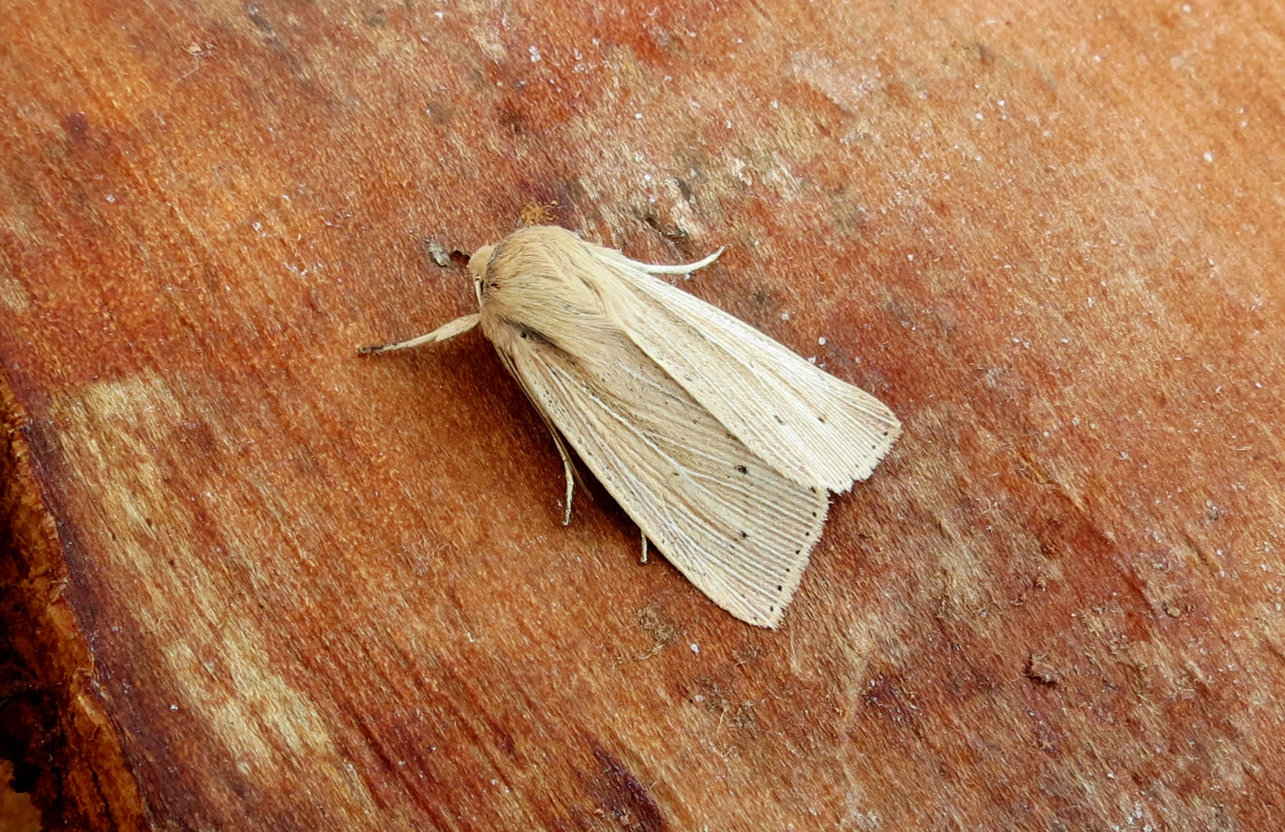 Southern Wainscot (Mythimna straminea) photographed in Somerset by Steve Chapple