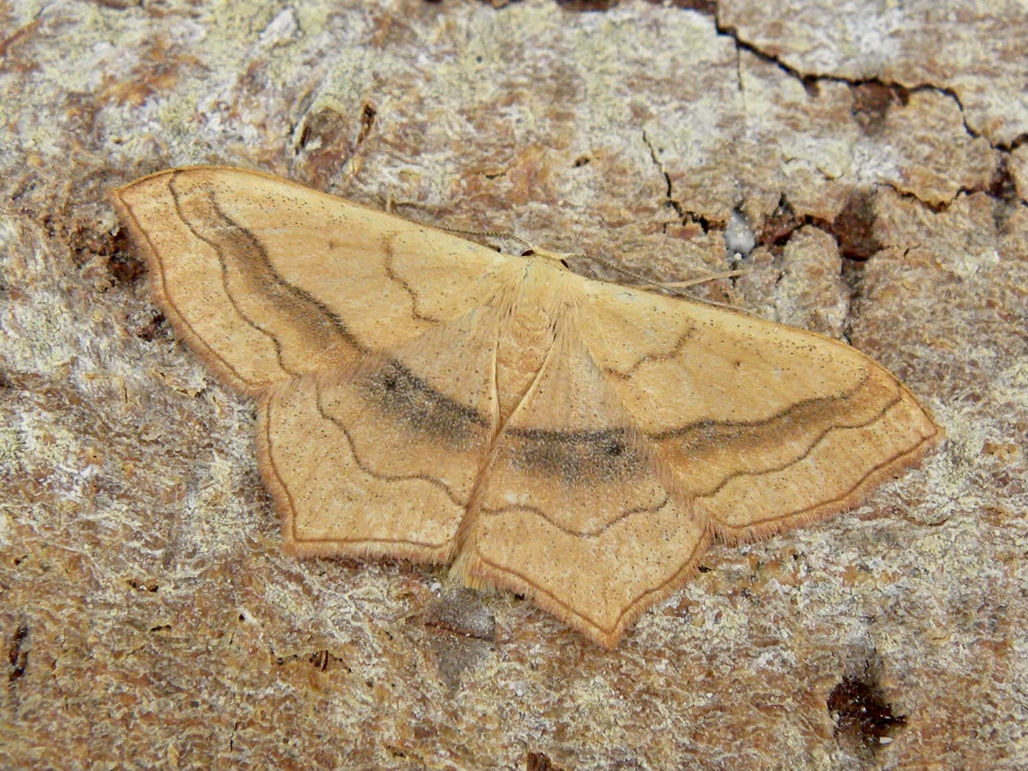 Small Blood-vein (Scopula imitaria) photographed in Somerset by Sue Davies