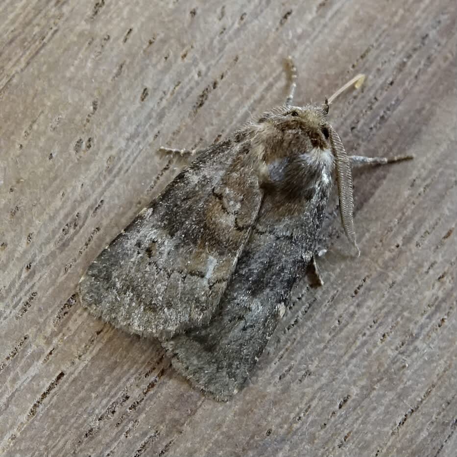 Brown Rustic (Rusina ferruginea) photographed in Somerset by Sue Davies