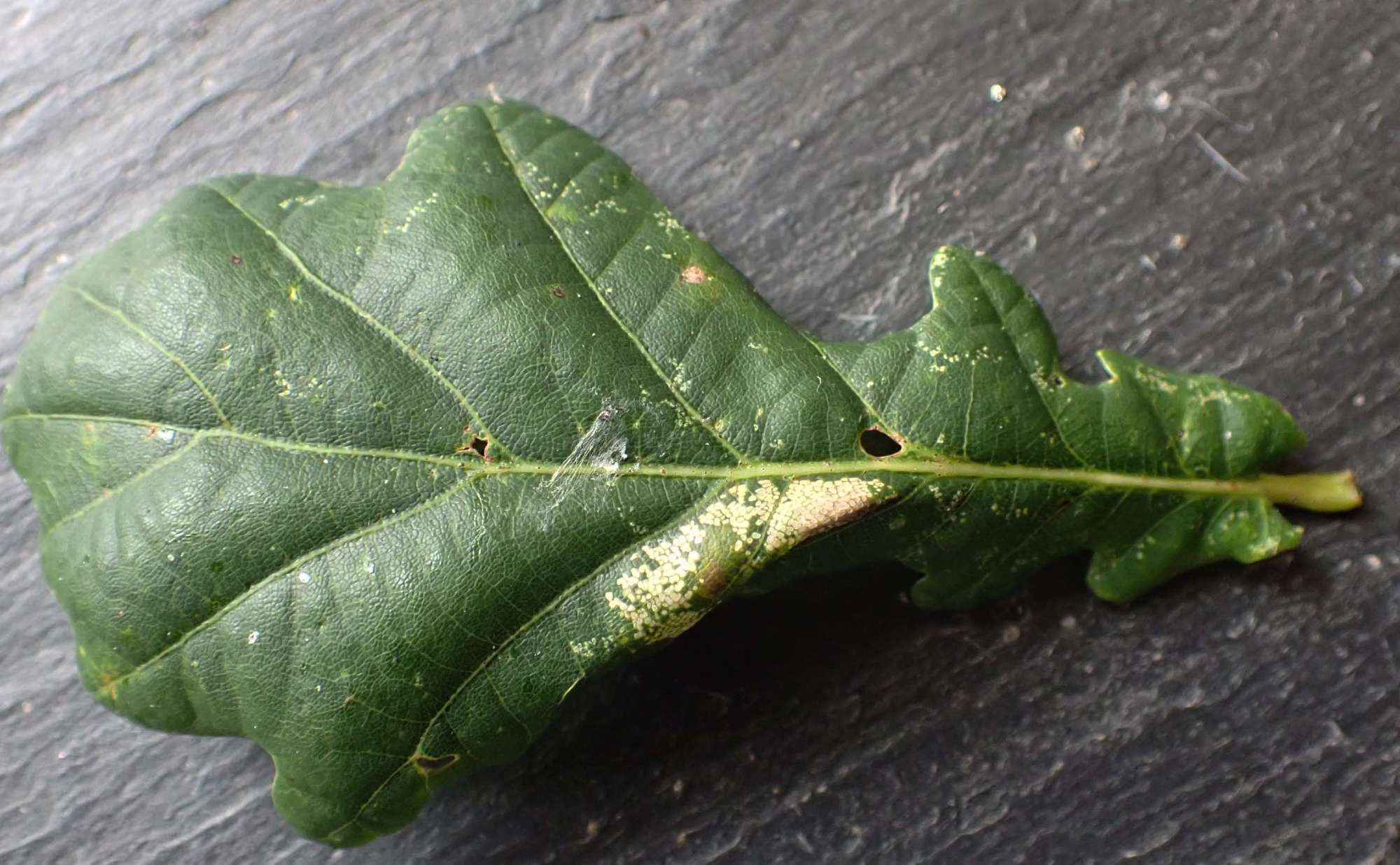 Fiery Oak Midget (Phyllonorycter lautella) photographed in Somerset by Jenny Vickers