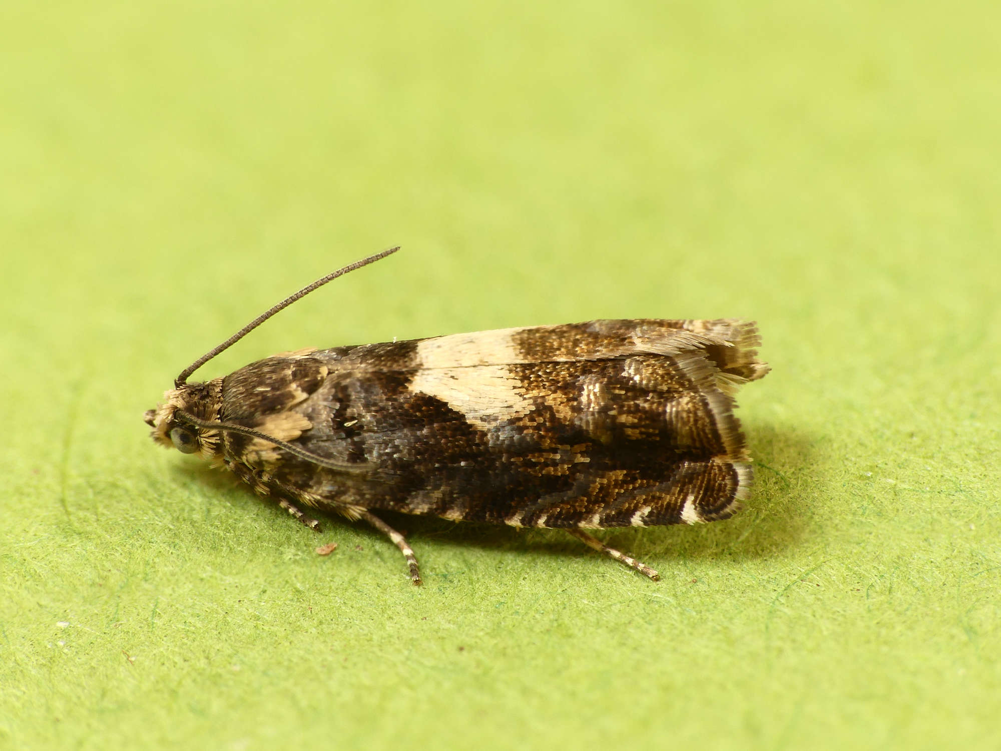 Blotched Piercer (Pammene albuginana) photographed in Somerset by Paul Wilkins