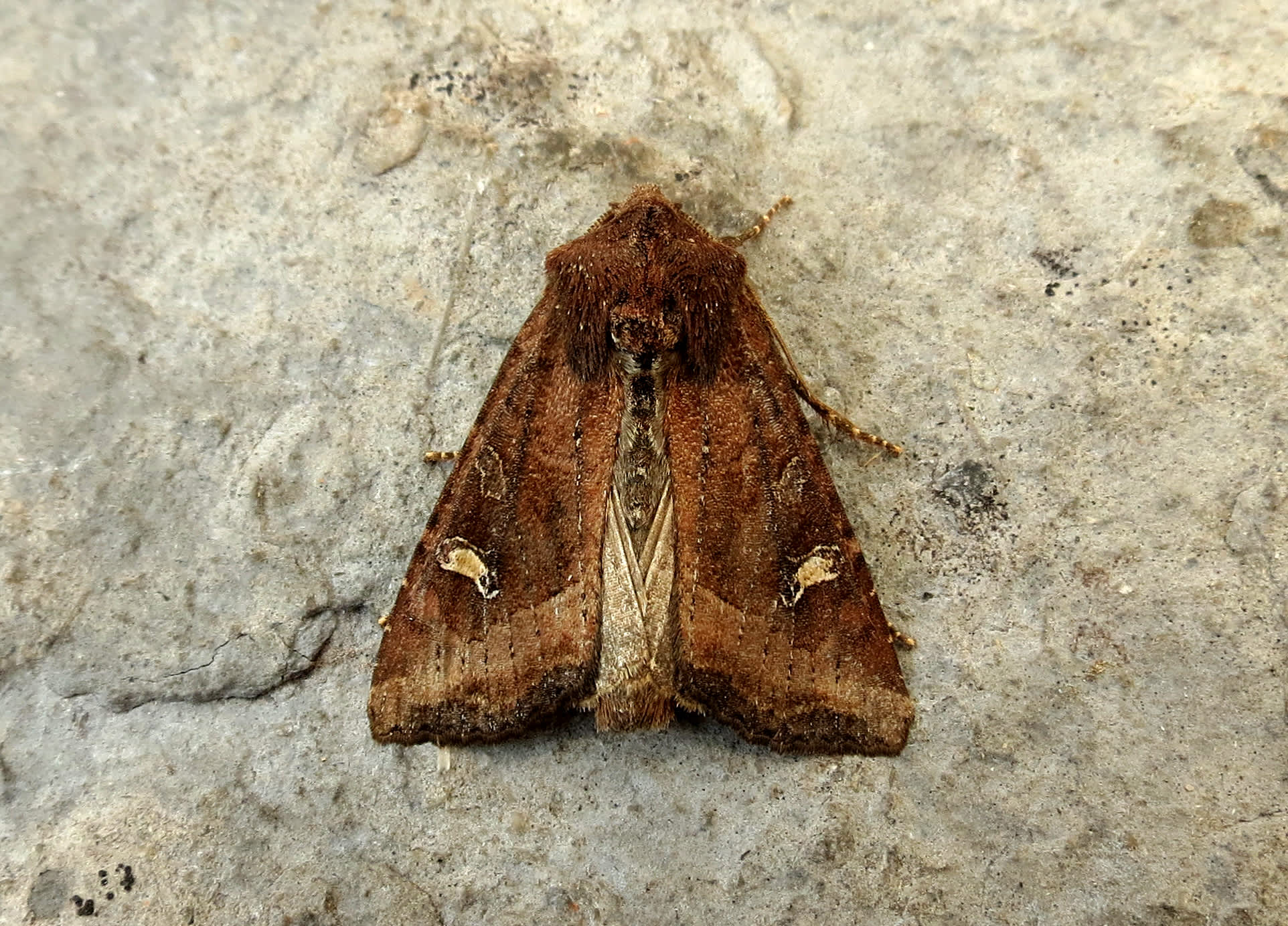 The Crescent (Helotropha leucostigma) photographed in Somerset by Steve Chapple