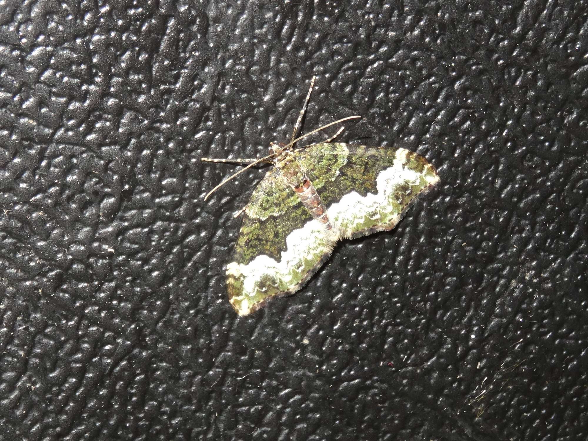 Cloaked Carpet (Euphyia biangulata) photographed in Somerset by Christopher Iles