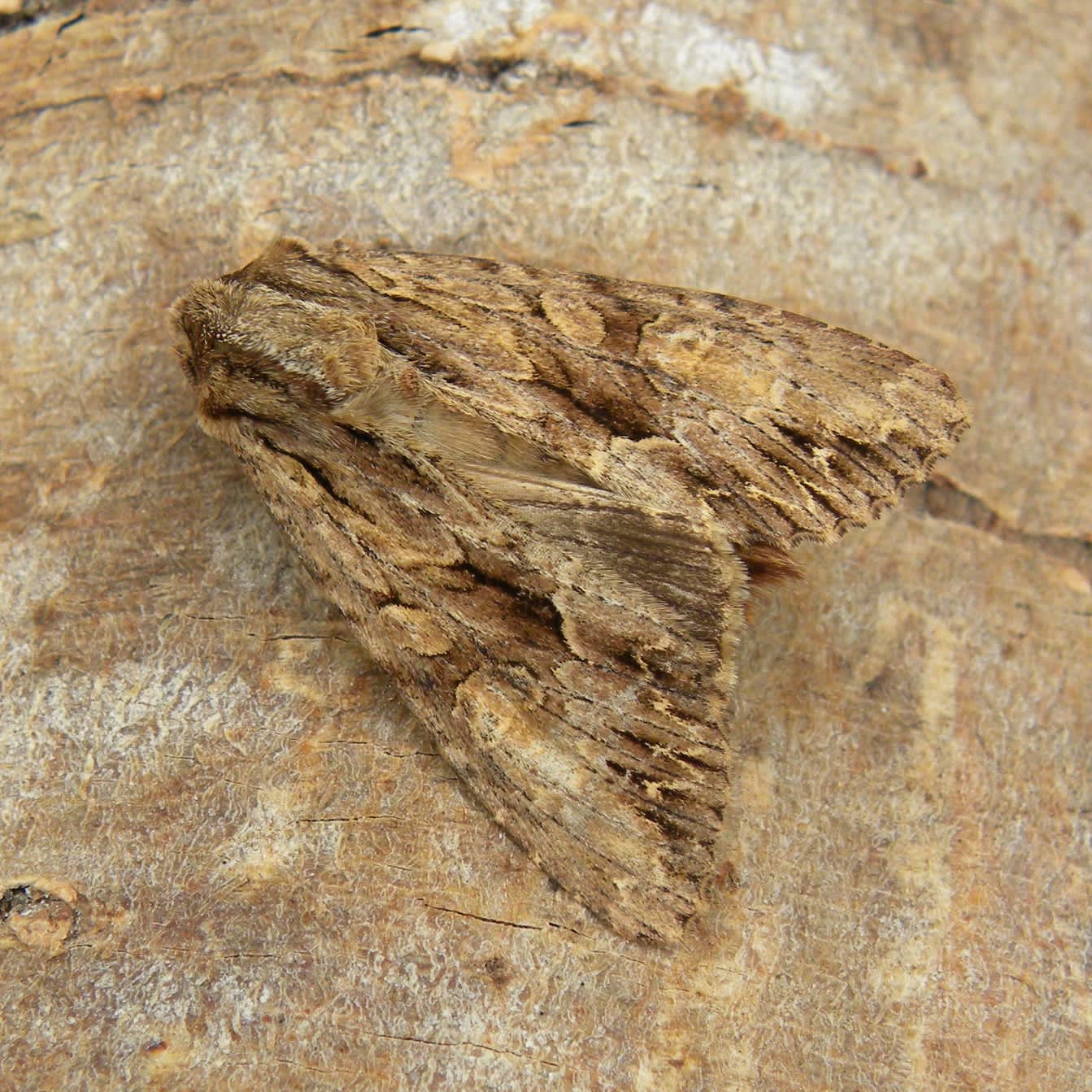 Dark Arches (Apamea monoglypha) photographed in Somerset by Sue Davies