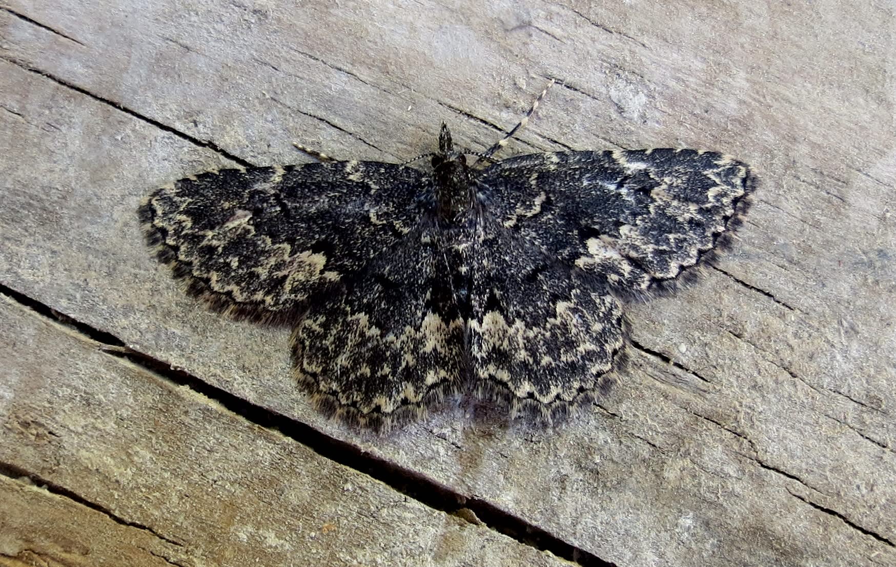 Waved Black (Parascotia fuliginaria) photographed in Somerset by Steve Chapple