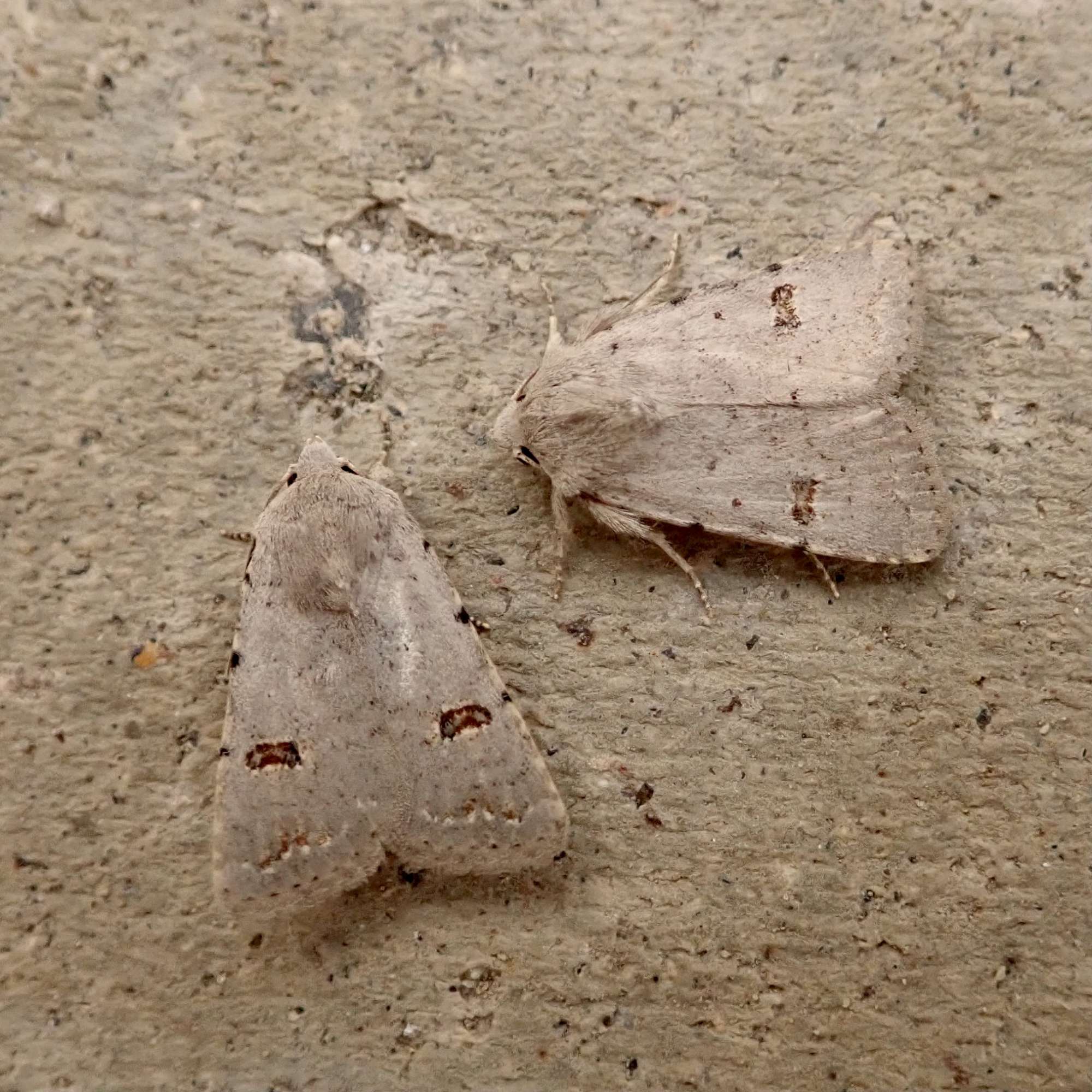 Clancy's Rustic (Caradrina kadenii) photographed in Somerset by Sue Davies