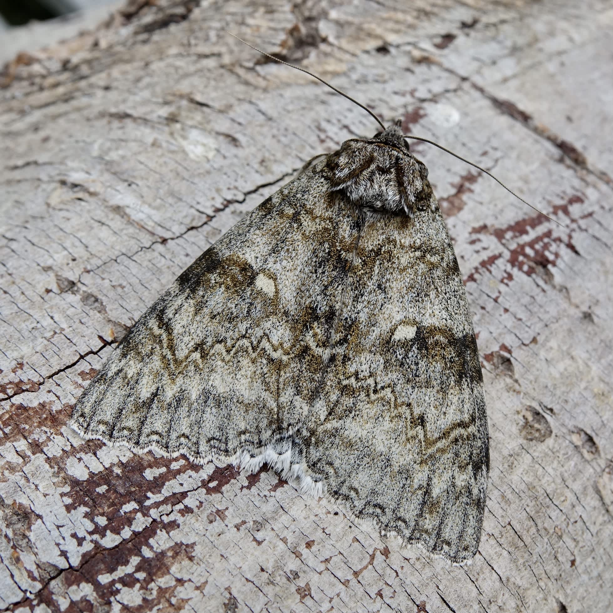 Clifden Nonpareil (Catocala fraxini) photographed in Somerset by Sue Davies