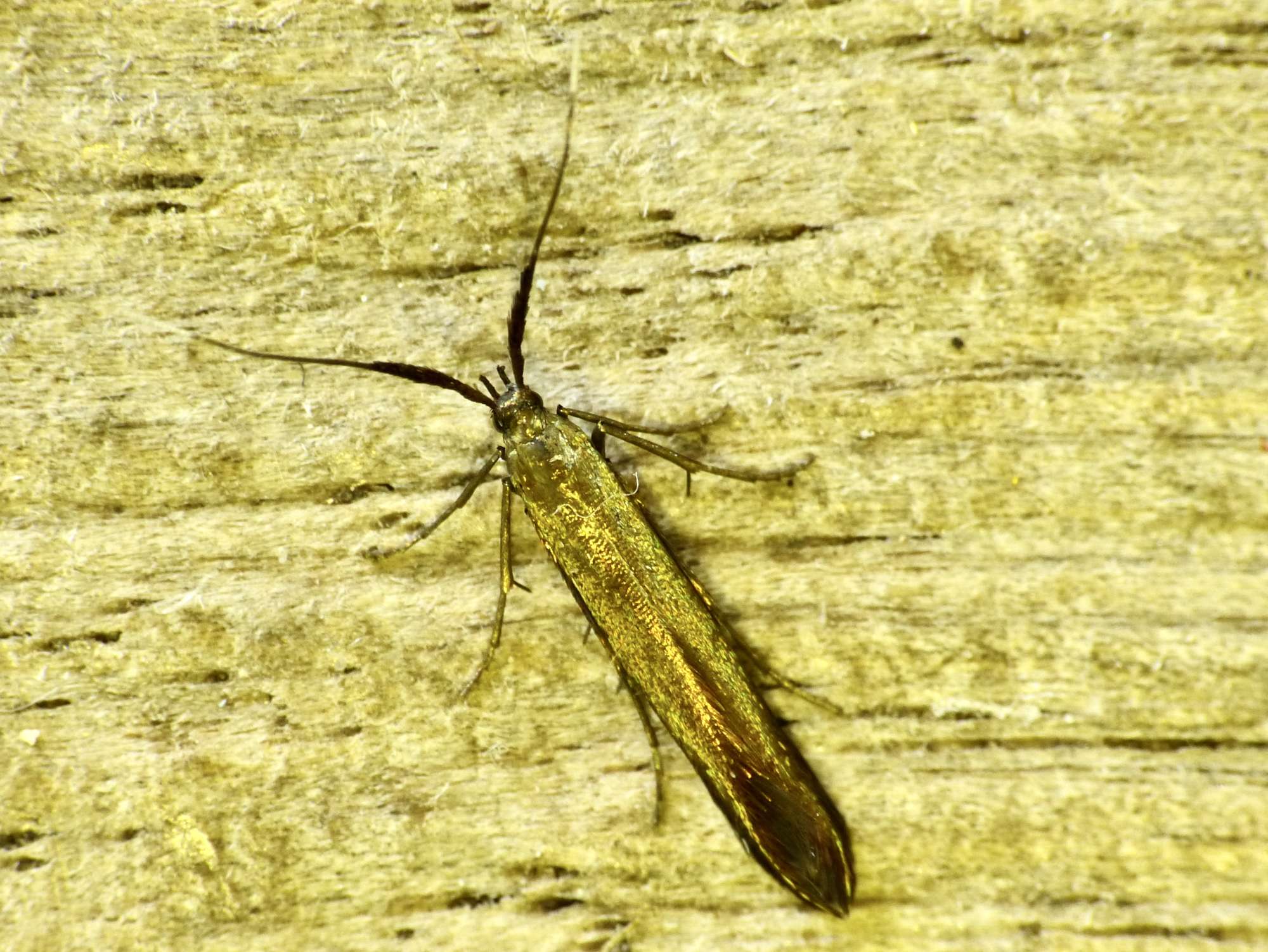 Red-clover Case-bearer (Coleophora deauratella) photographed in Somerset by Paul Wilkins