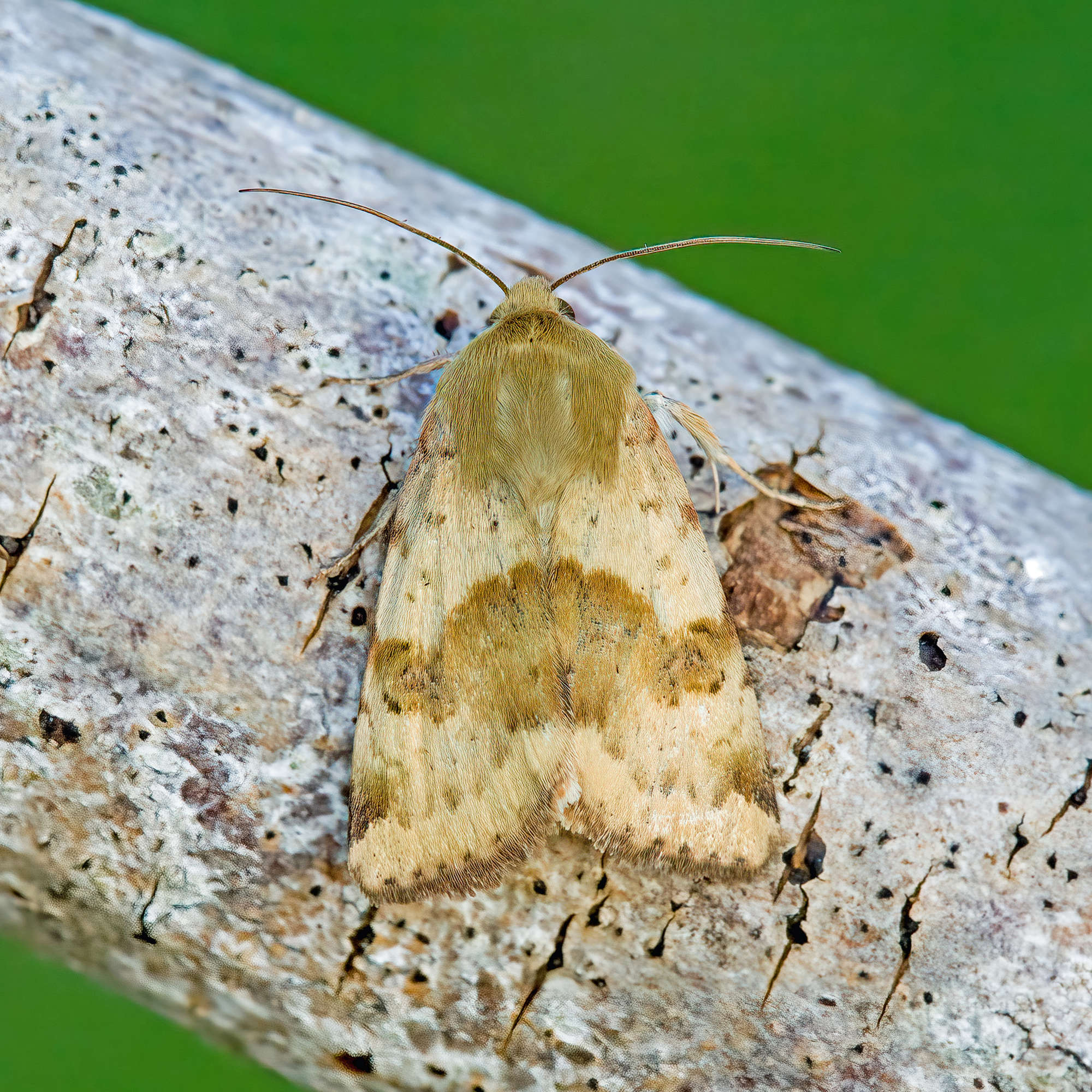 Marbled Clover (Heliothis viriplaca) photographed in Somerset by Nigel Voaden