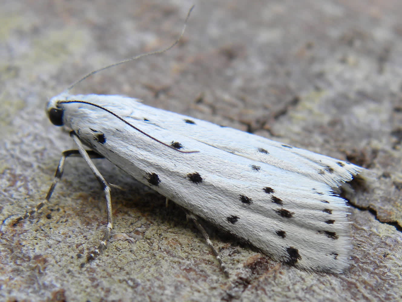 Thistle Ermine (Myelois circumvoluta) photographed in Somerset by Sue Davies