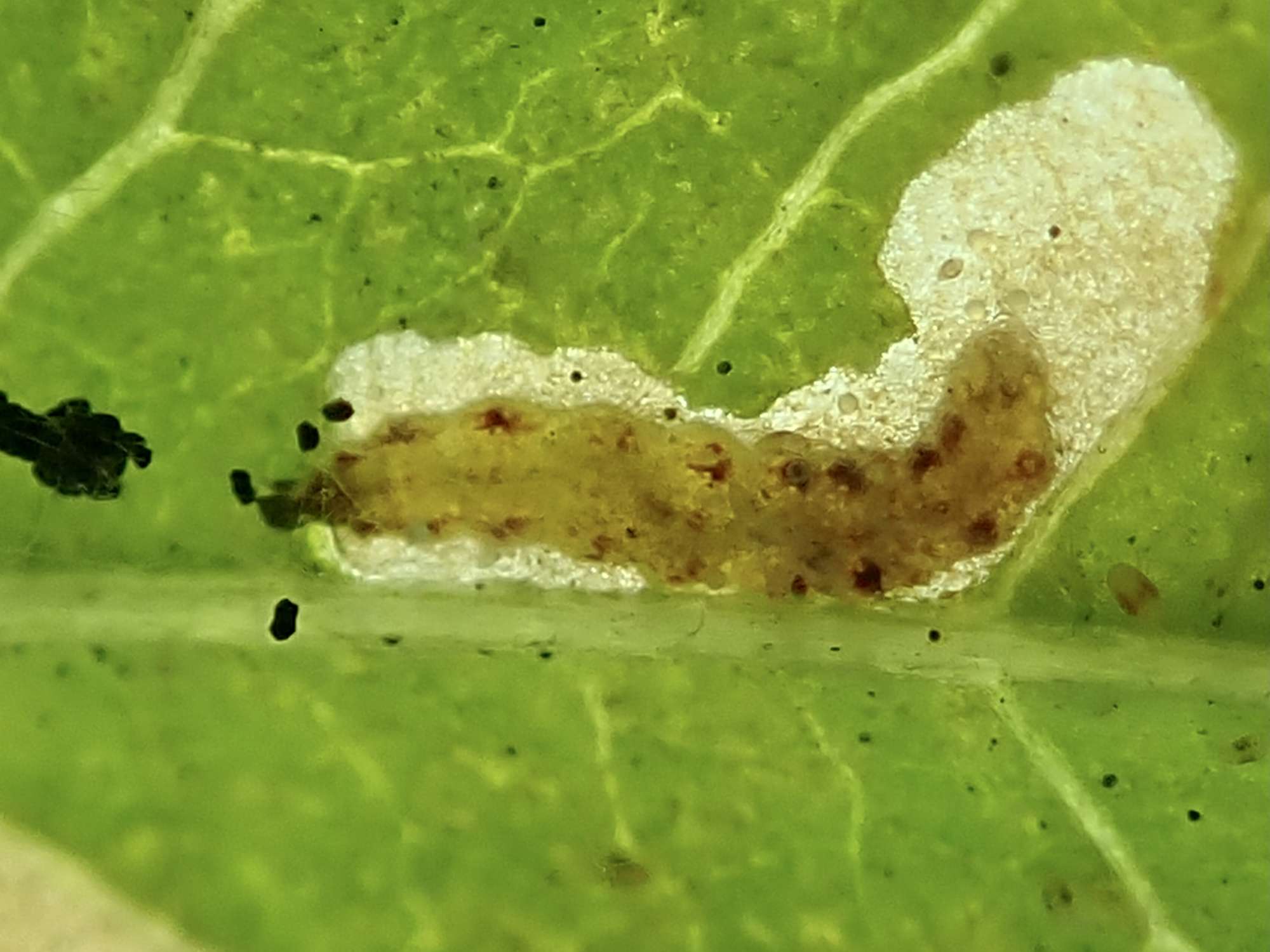 Bindweed Bent-wing (Bedellia somnulentella) photographed in Somerset by Sue Davies