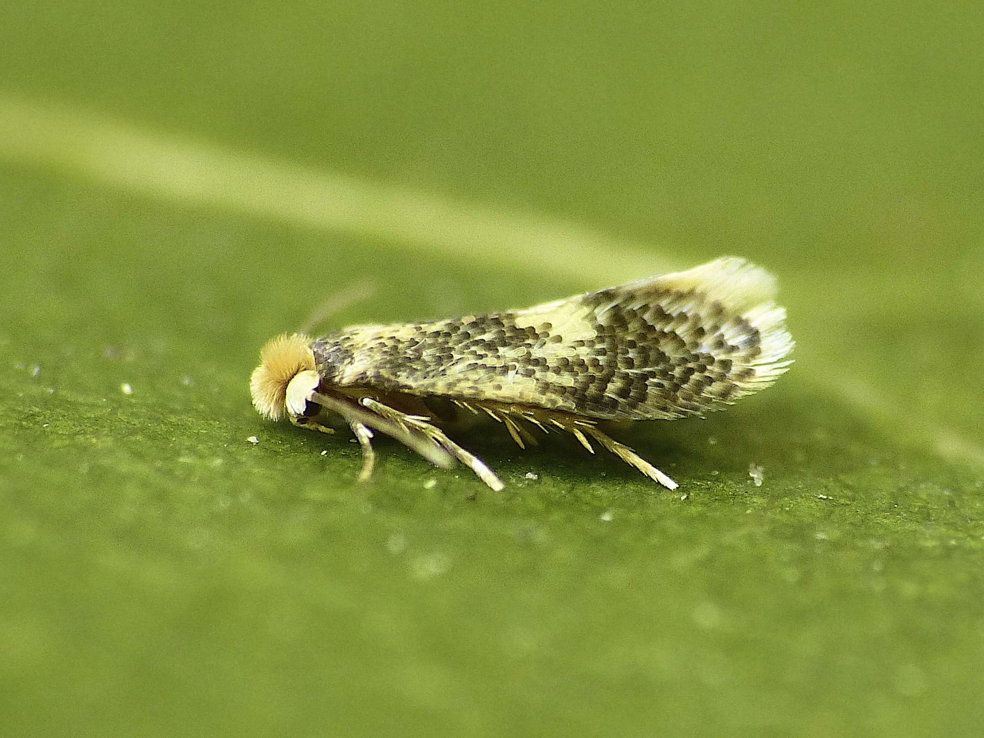 New Holm-Oak Pigmy (Ectoedemia heringella) photographed in Somerset by Paul Wilkins