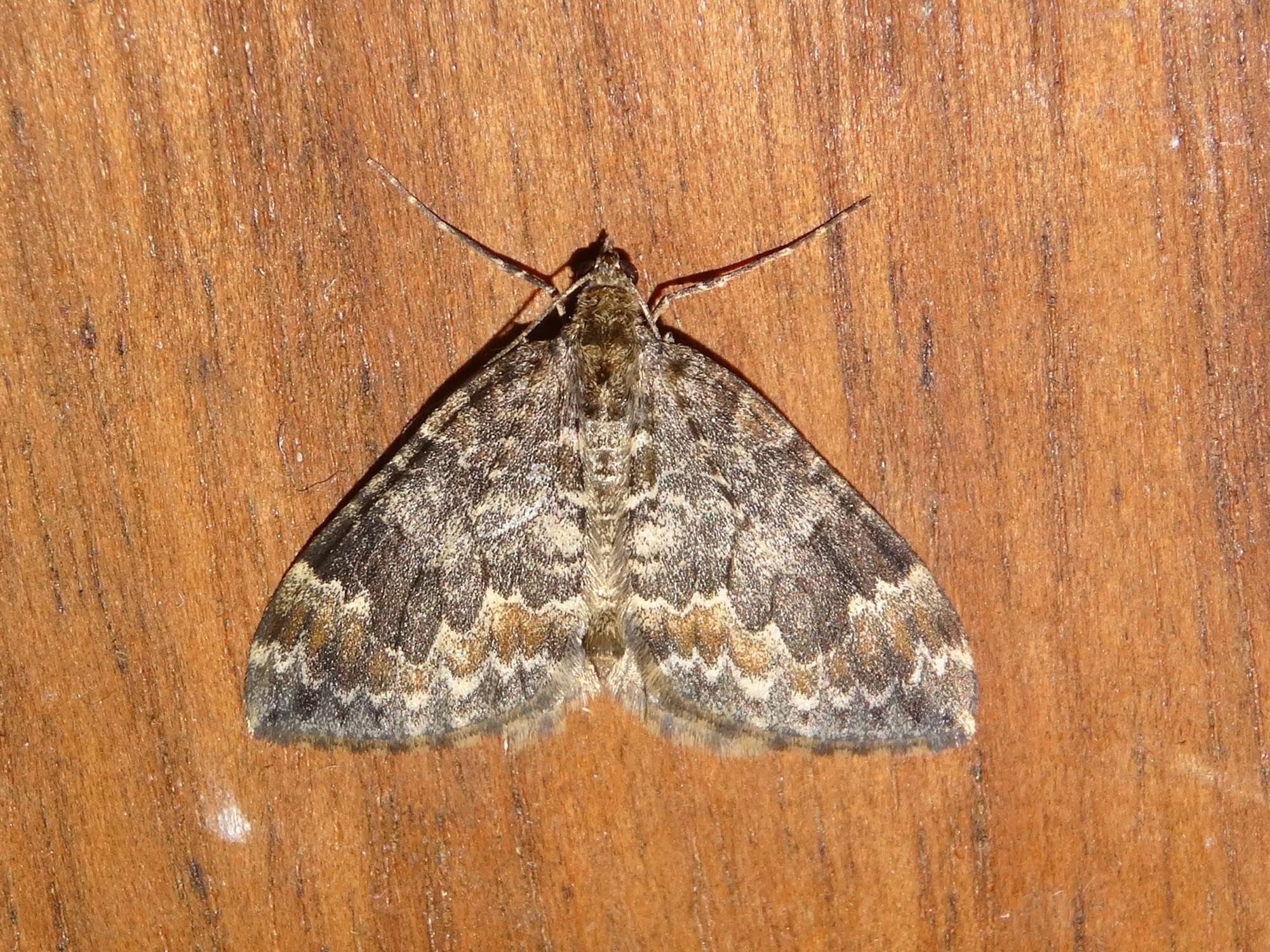 Common Marbled Carpet (Dysstroma truncata) photographed in Somerset by Christopher Iles