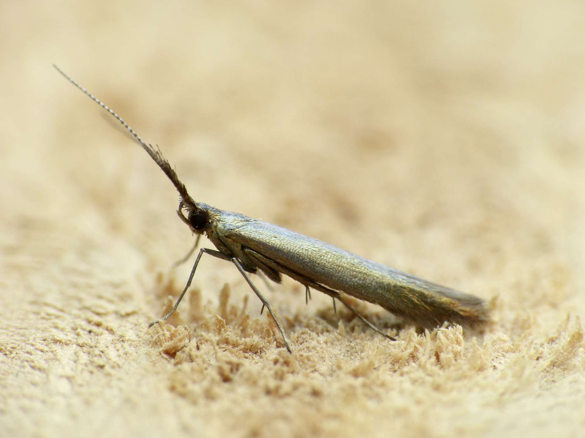 Meadow Case-bearer (Coleophora mayrella) photographed in Somerset by Paul Wilkins