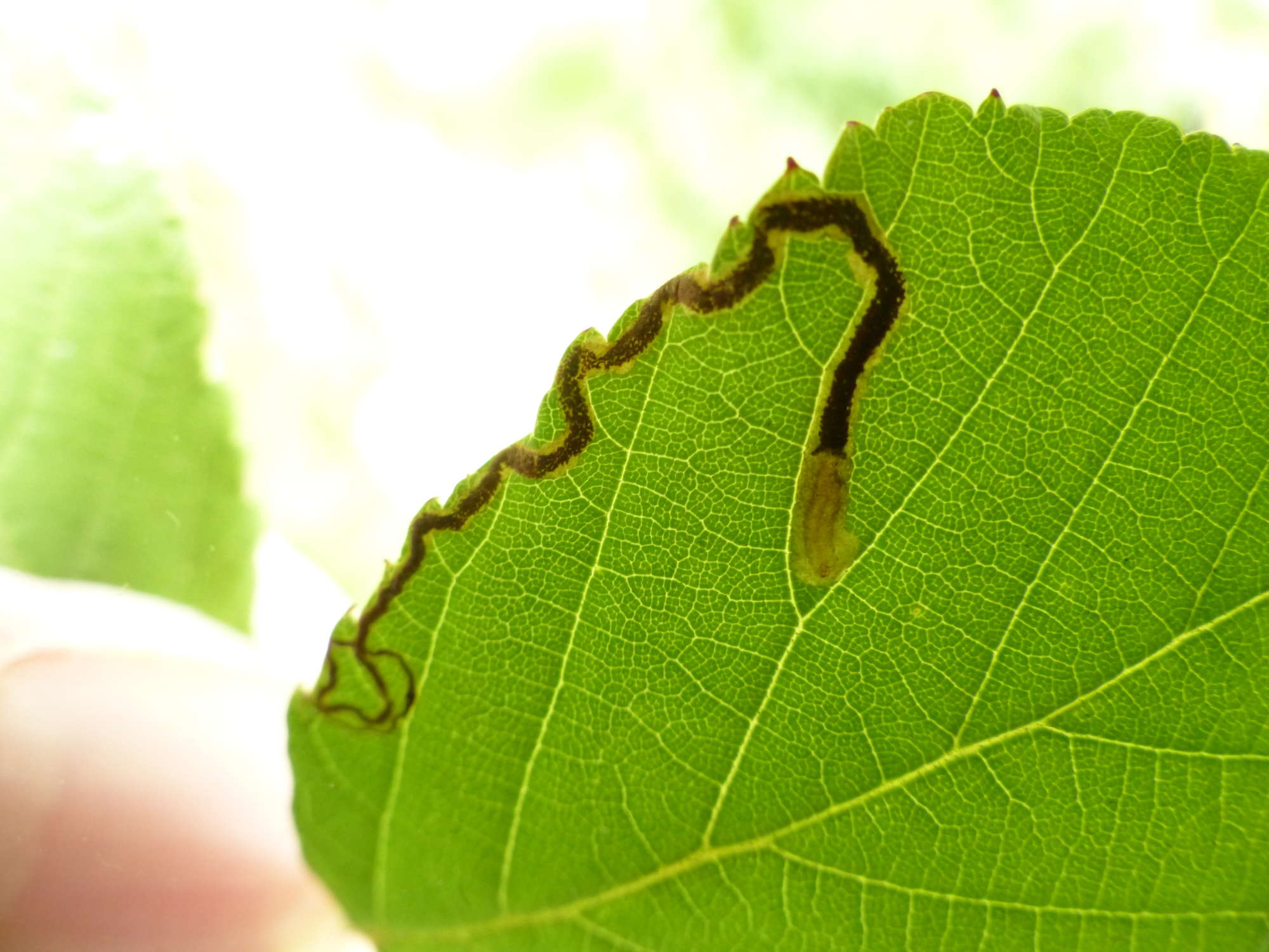 Golden Pigmy (Stigmella aurella) photographed in Somerset by Jenny Vickers