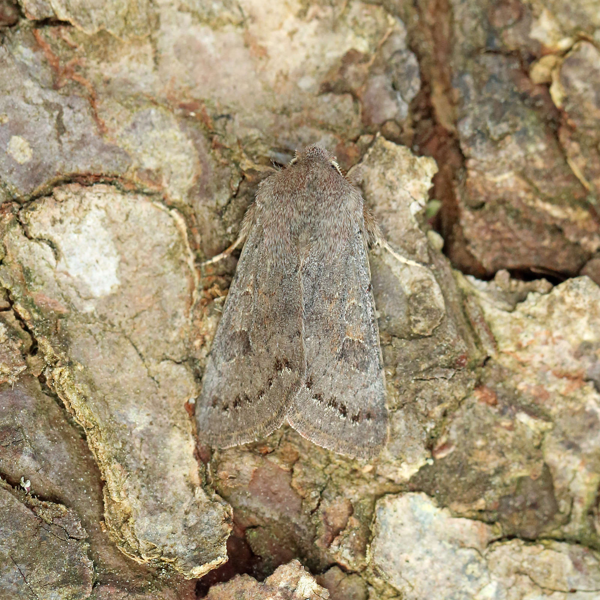 Lead-coloured Drab (Orthosia populeti) photographed in Somerset by Nigel Voaden