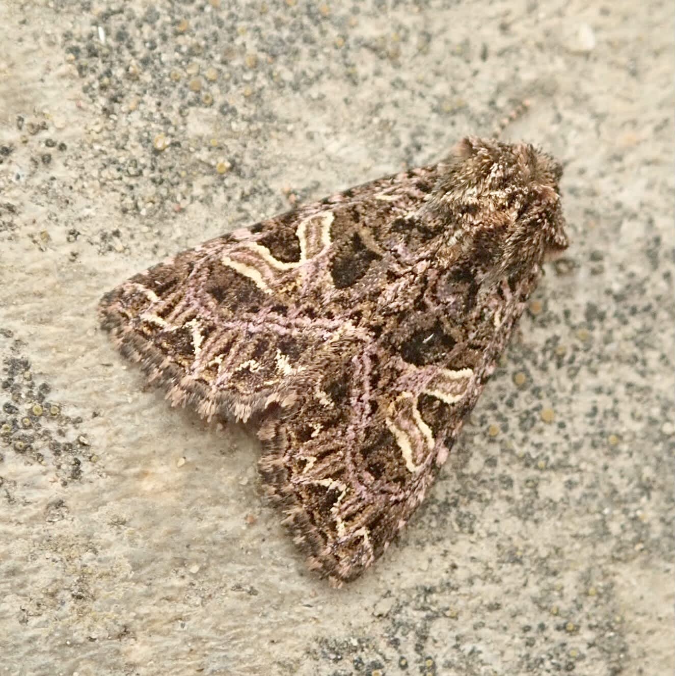 The Campion (Sideridis rivularis) photographed in Somerset by Sue Davies