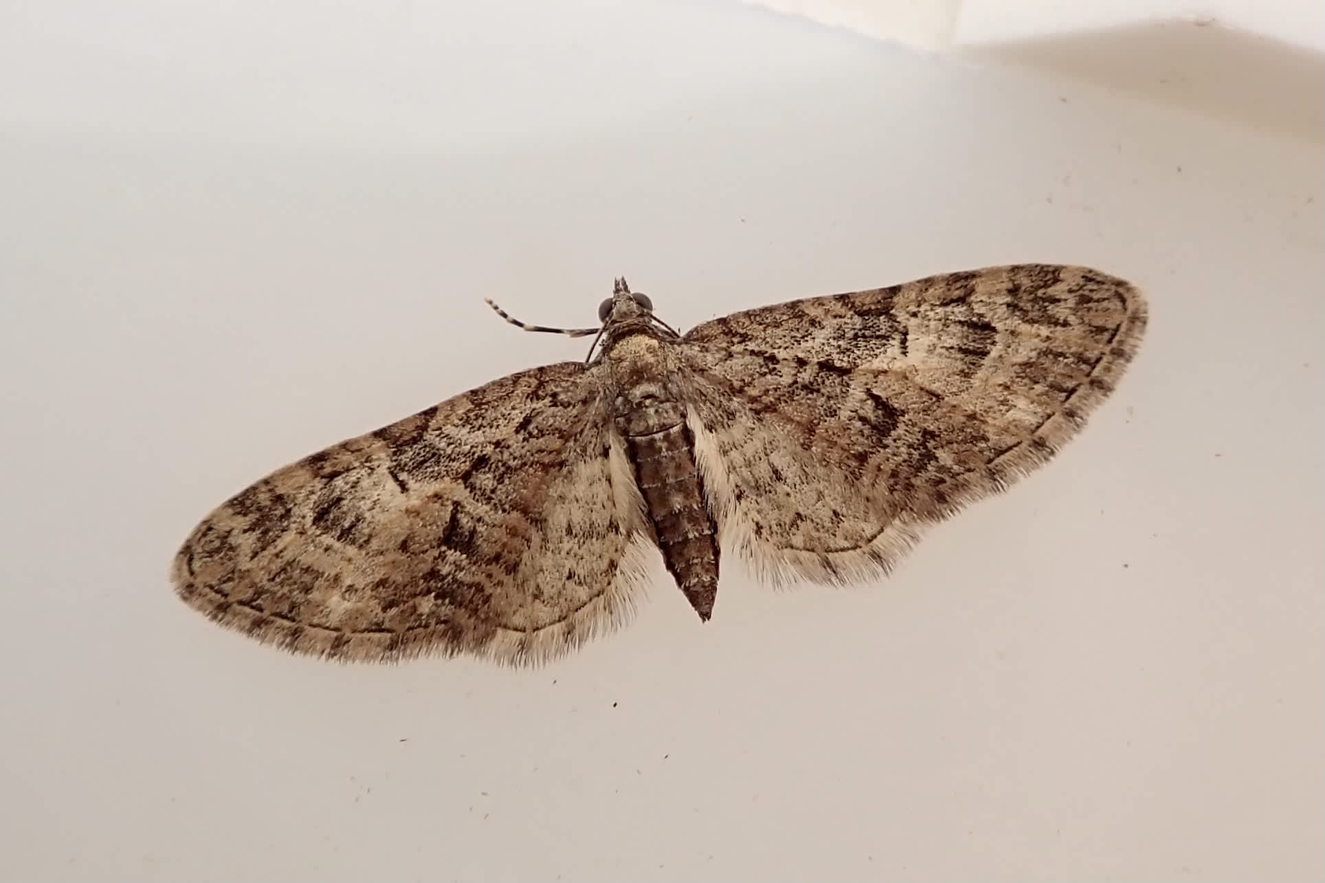 Brindled Pug (Eupithecia abbreviata) photographed in Somerset by Sue Davies