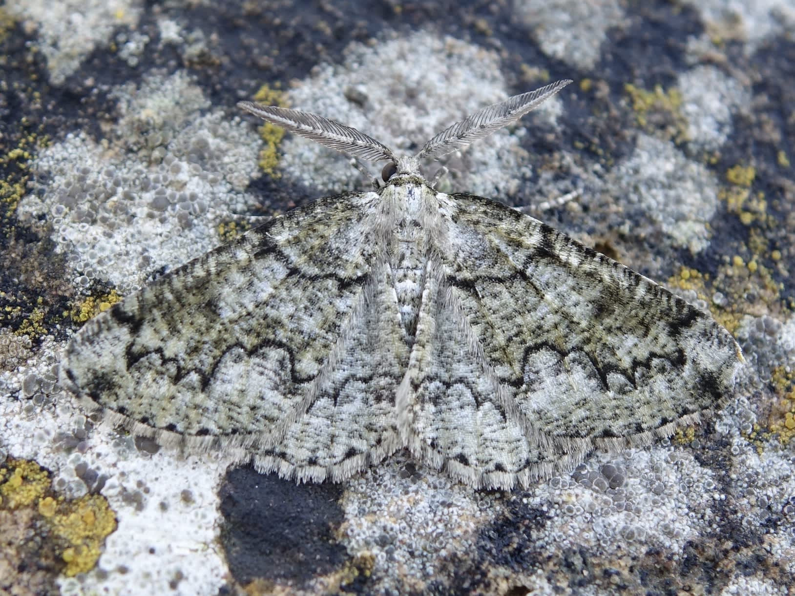 Brussels Lace (Cleorodes lichenaria) photographed in Somerset by Sue Davies