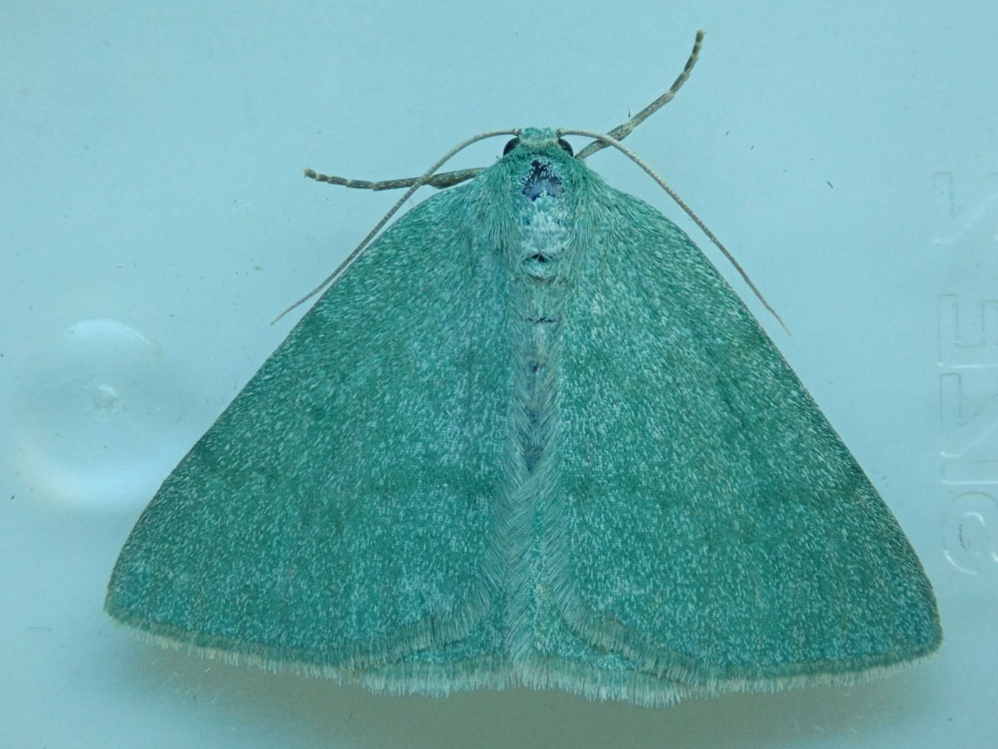 Grass Emerald (Pseudoterpna pruinata) photographed in Somerset by Christopher Iles