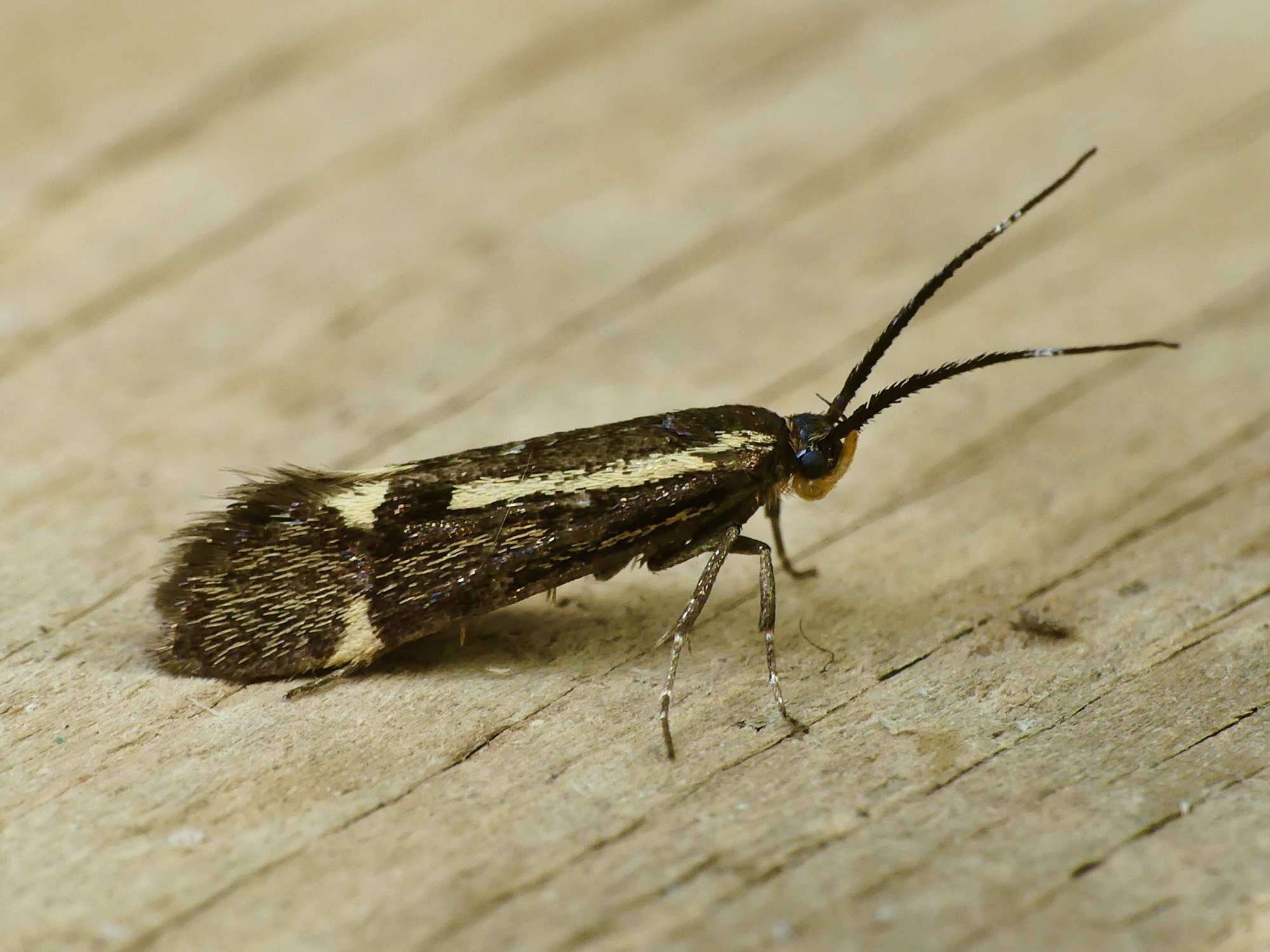 Sulphur Tubic (Esperia sulphurella) photographed in Somerset by Paul Wilkins