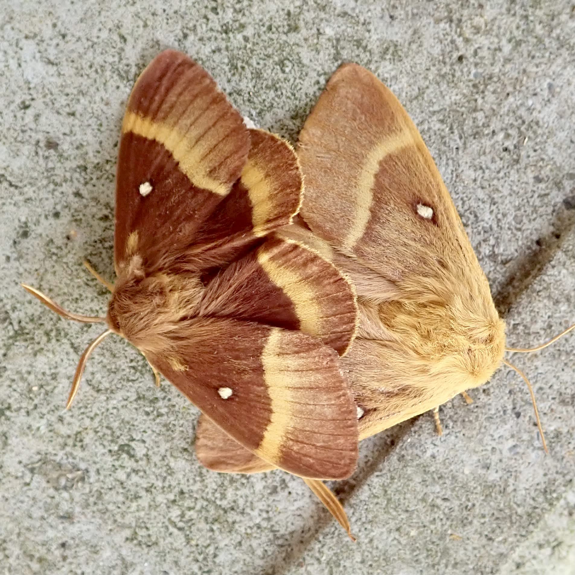 Oak Eggar (Lasiocampa quercus) photographed in Somerset by Sue Davies