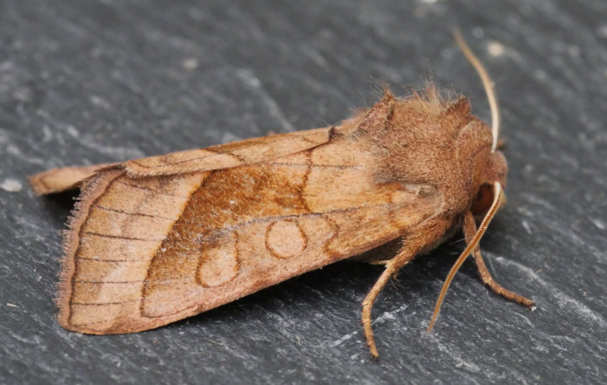 Rosy Rustic (Hydraecia micacea) photographed in Somerset by Jenny Vickers