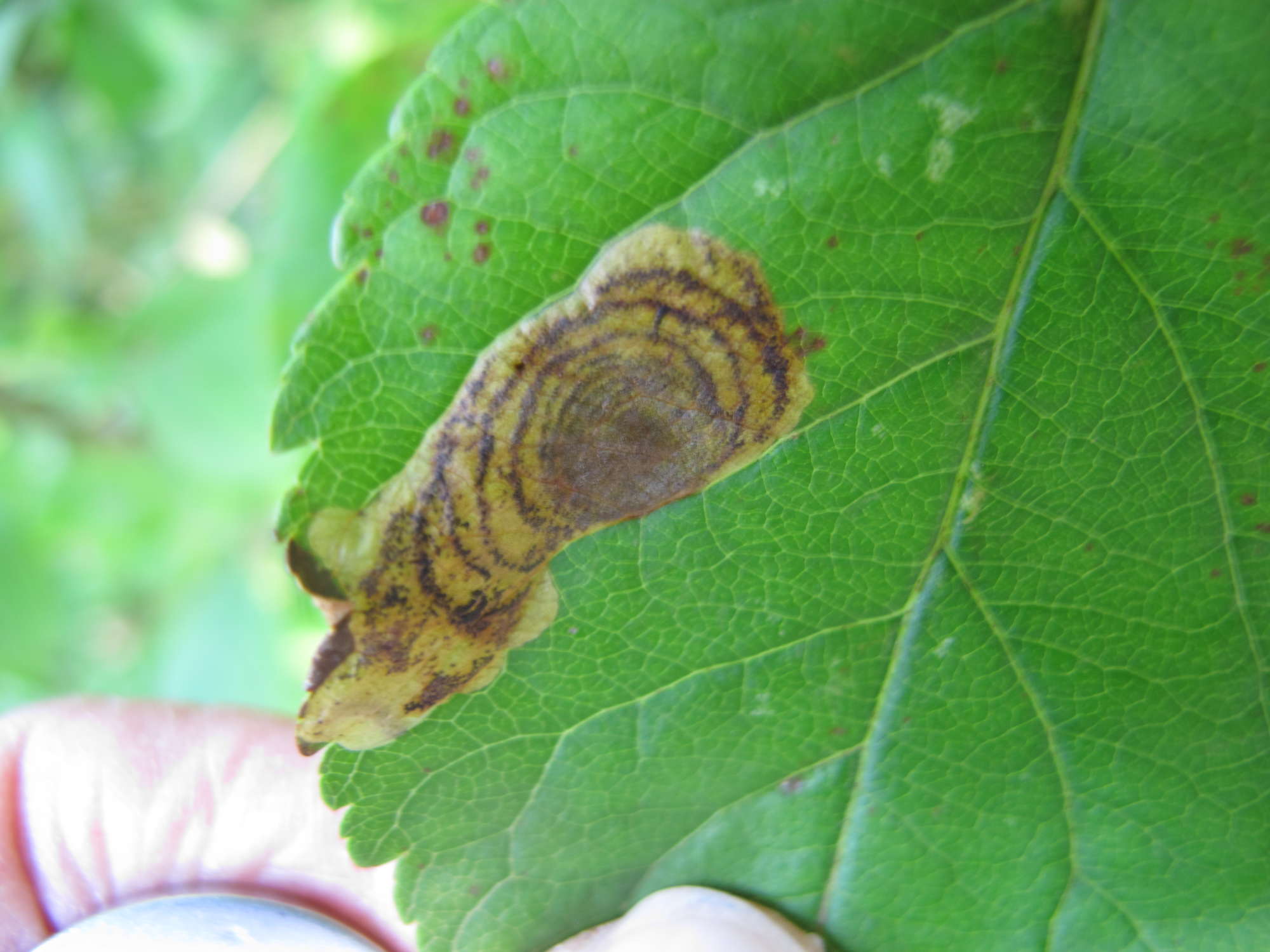 Pear-leaf Blister Moth (Leucoptera malifoliella) photographed in Somerset by Jenny Vickers