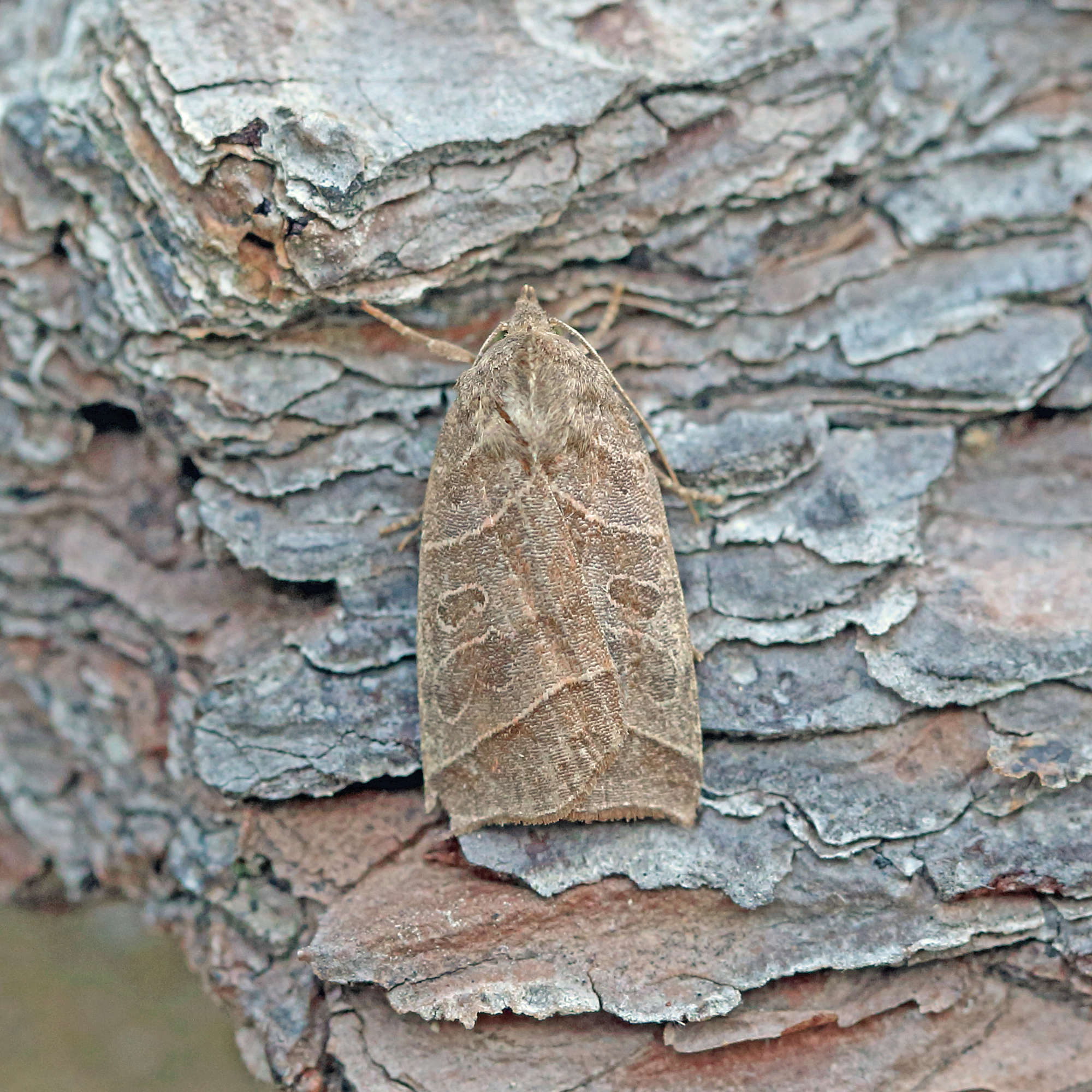 Double Kidney (Ipimorpha retusa) photographed in Somerset by Nigel Voaden