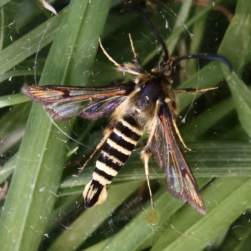 Six-belted Clearwing (Bembecia ichneumoniformis) photographed in Somerset by Sue Davies