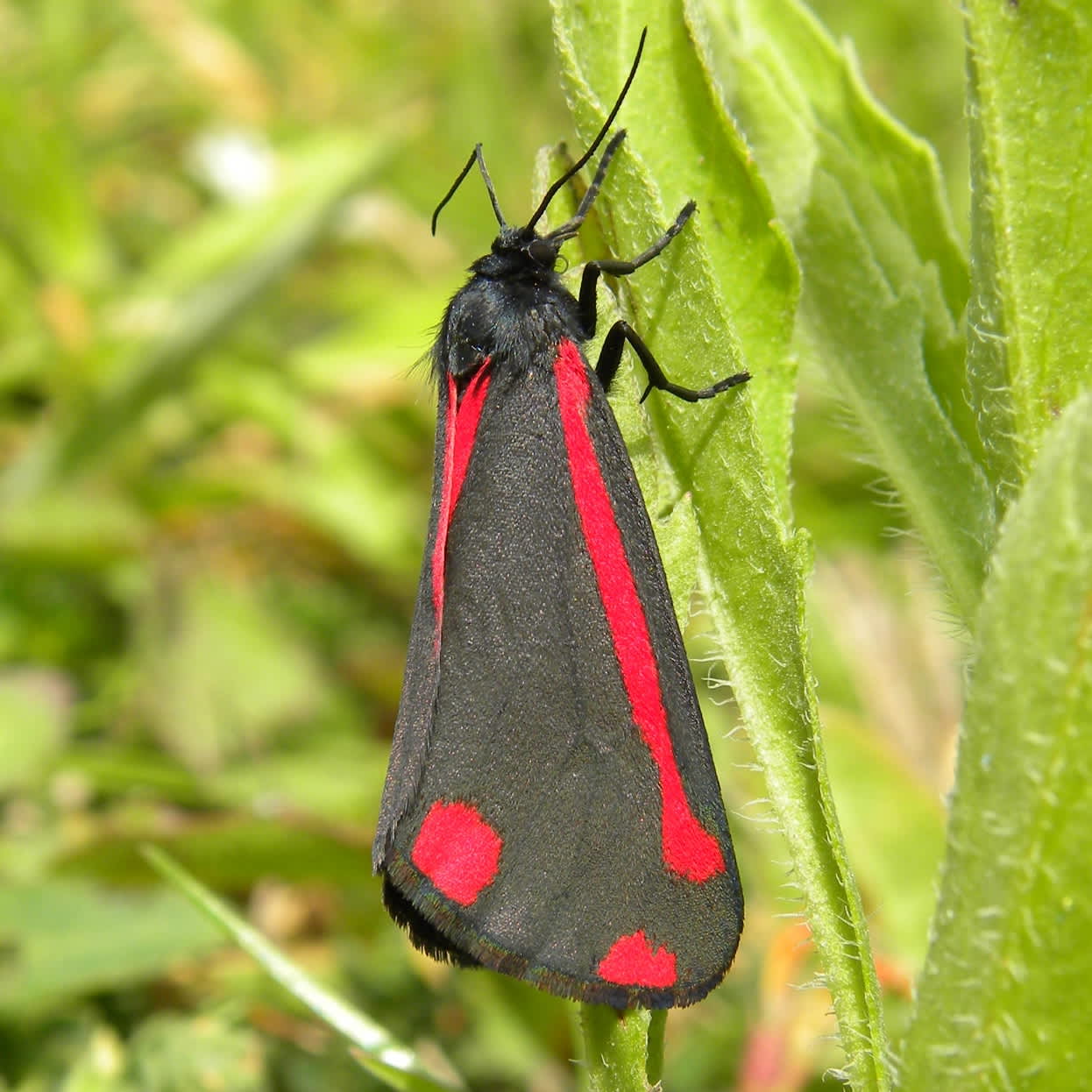 The Cinnabar (Tyria jacobaeae) photographed in Somerset by Sue Davies