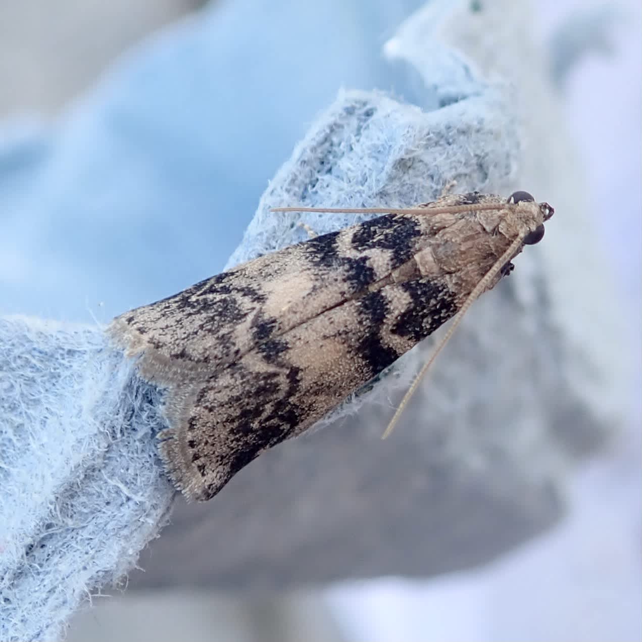 Ash-bark Knot-horn (Euzophera pinguis) photographed in Somerset by Sue Davies