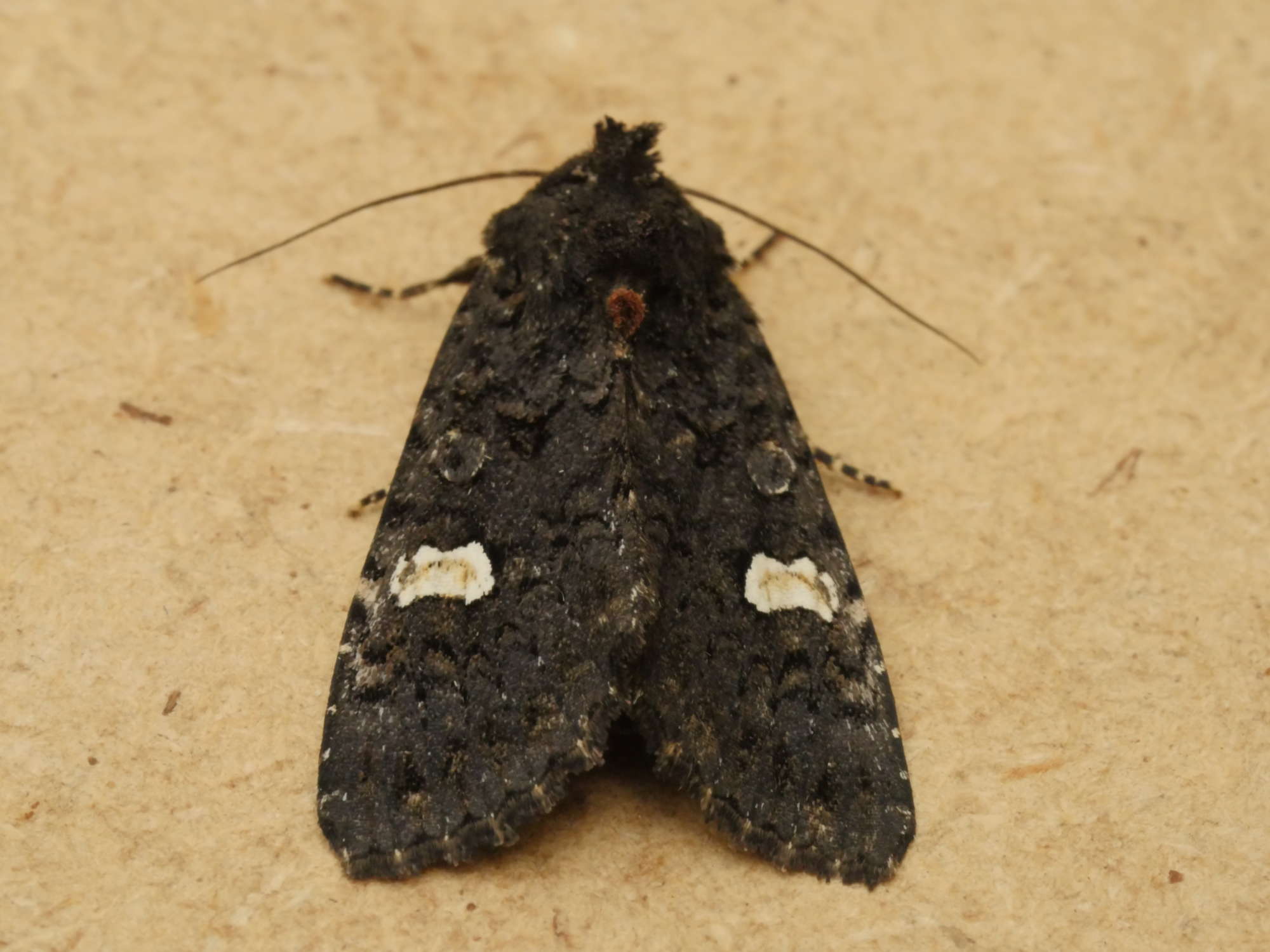 Dot Moth (Melanchra persicariae) photographed in Somerset by Jenny Vickers