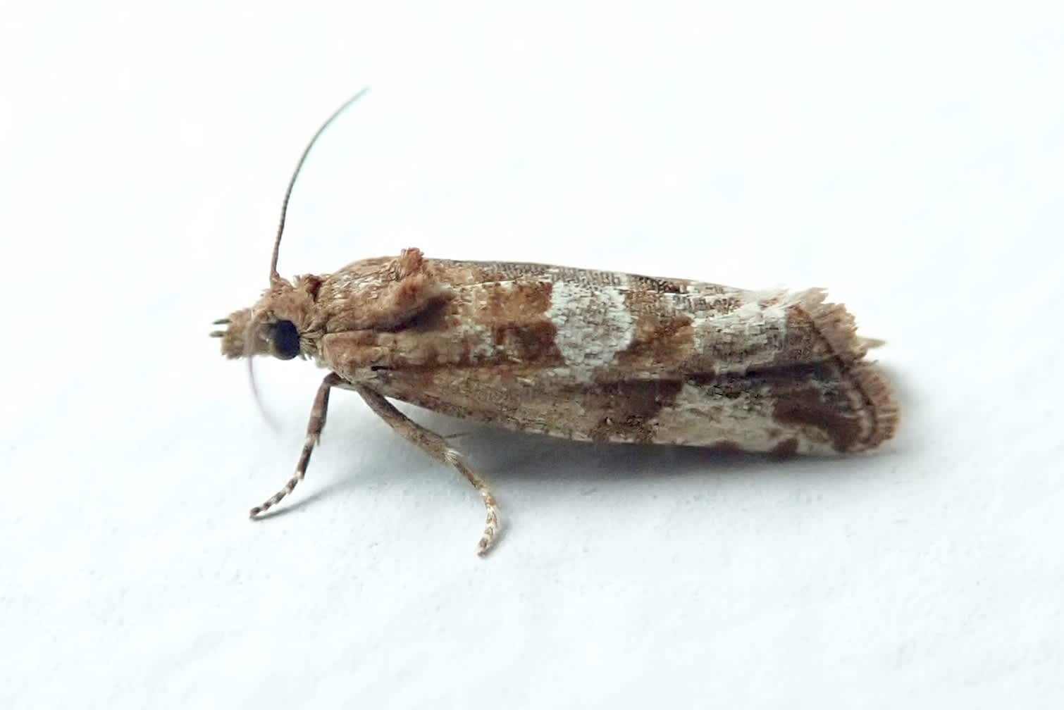 Shore Marble (Lobesia littoralis) photographed in Somerset by Sue Davies