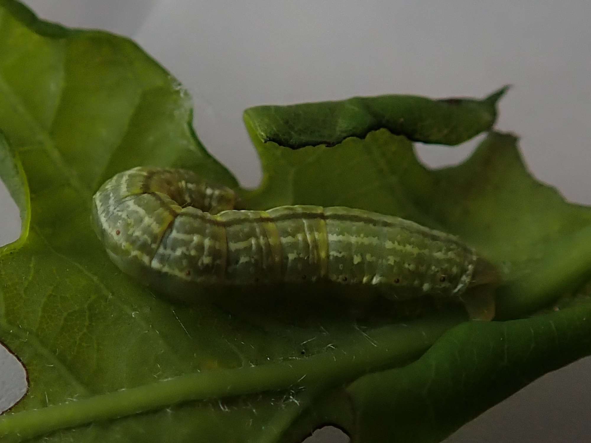 Winter Moth (Operophtera brumata) photographed in Somerset by Christopher Iles